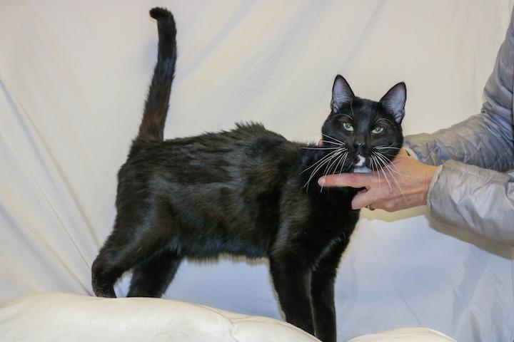 Enlarge Ritz Carlton, a ADOPTABLE Domestic Short Hair in Denver, CO image 1/3