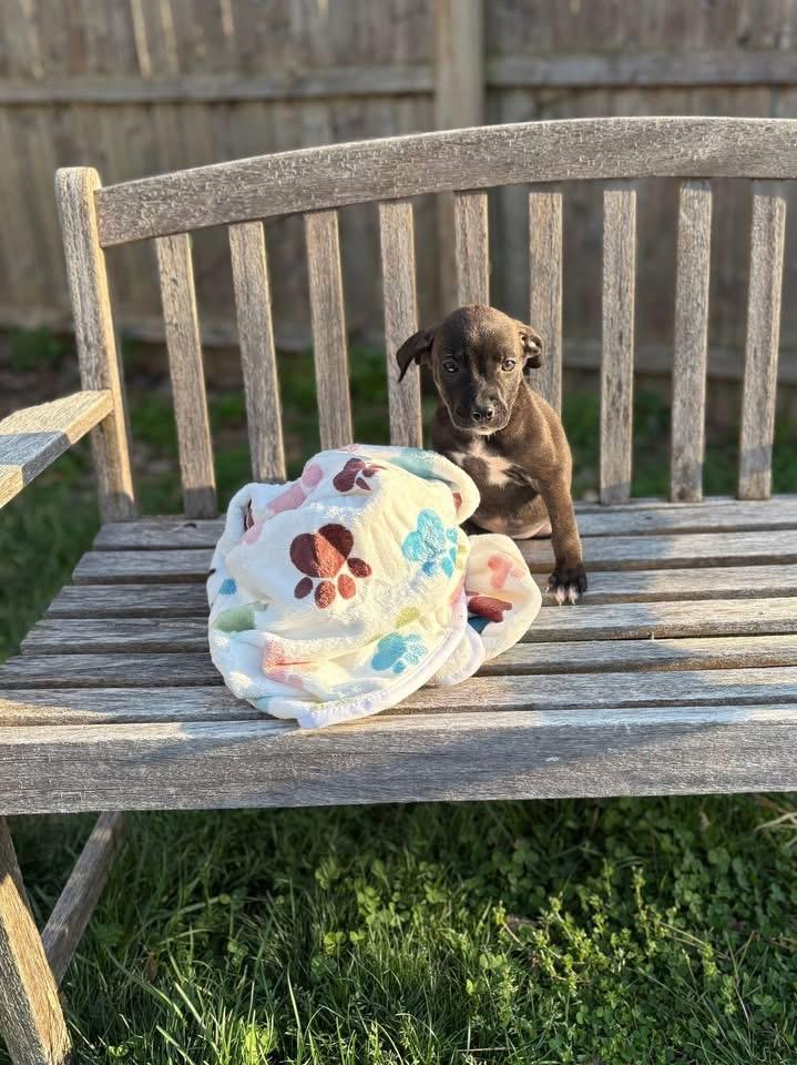 Clover, Adoptable, Puppy Female Terrier & Terrier.