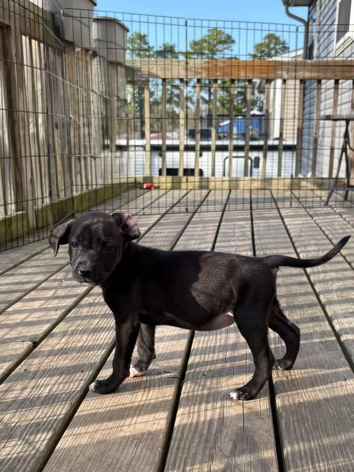 Enlarge Clover, a Adoptable mixed breed in Berlin, NJ image 2/3