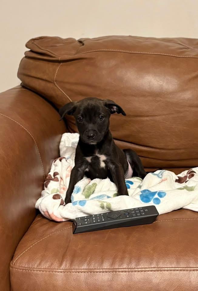 Enlarge Clover, a Adoptable mixed breed in Berlin, NJ image 3/3