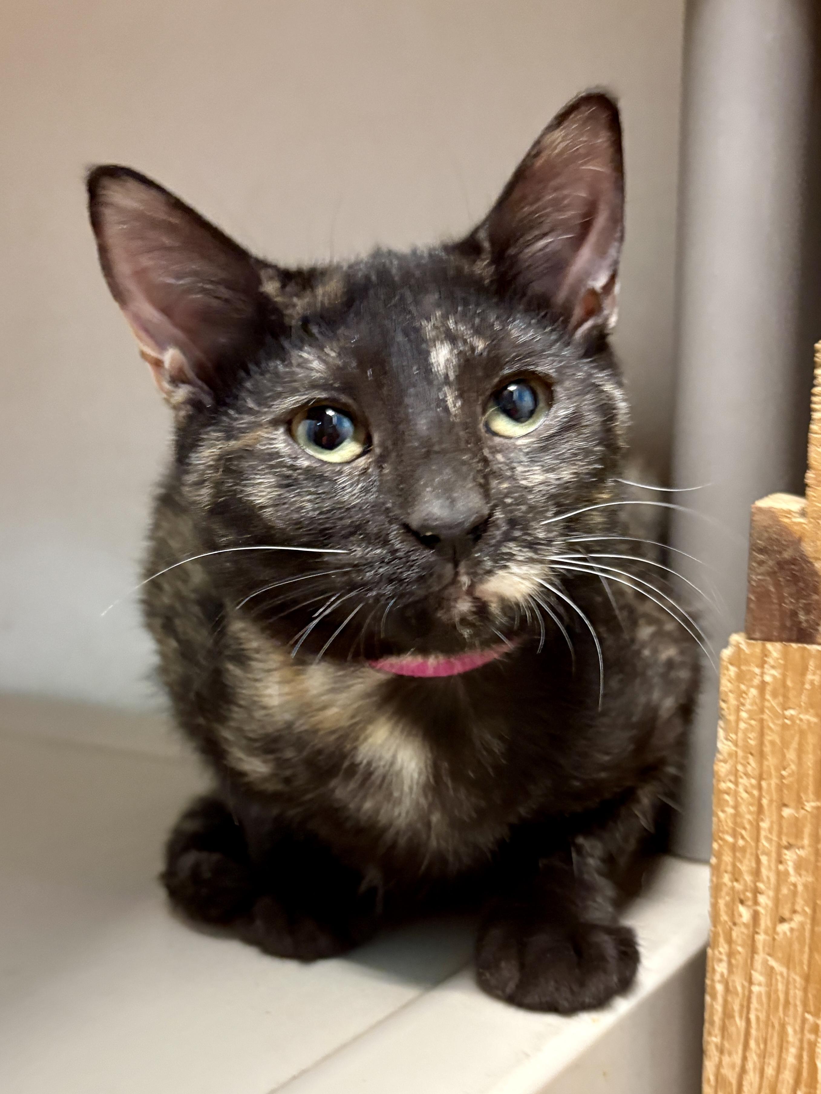 Violet, Adoptable, Kitten Female Domestic Short Hair.