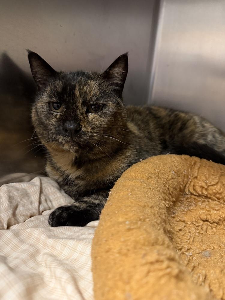 Enlarge Gritz, a Adoptable Domestic Short Hair in Salmon, ID image 1/3