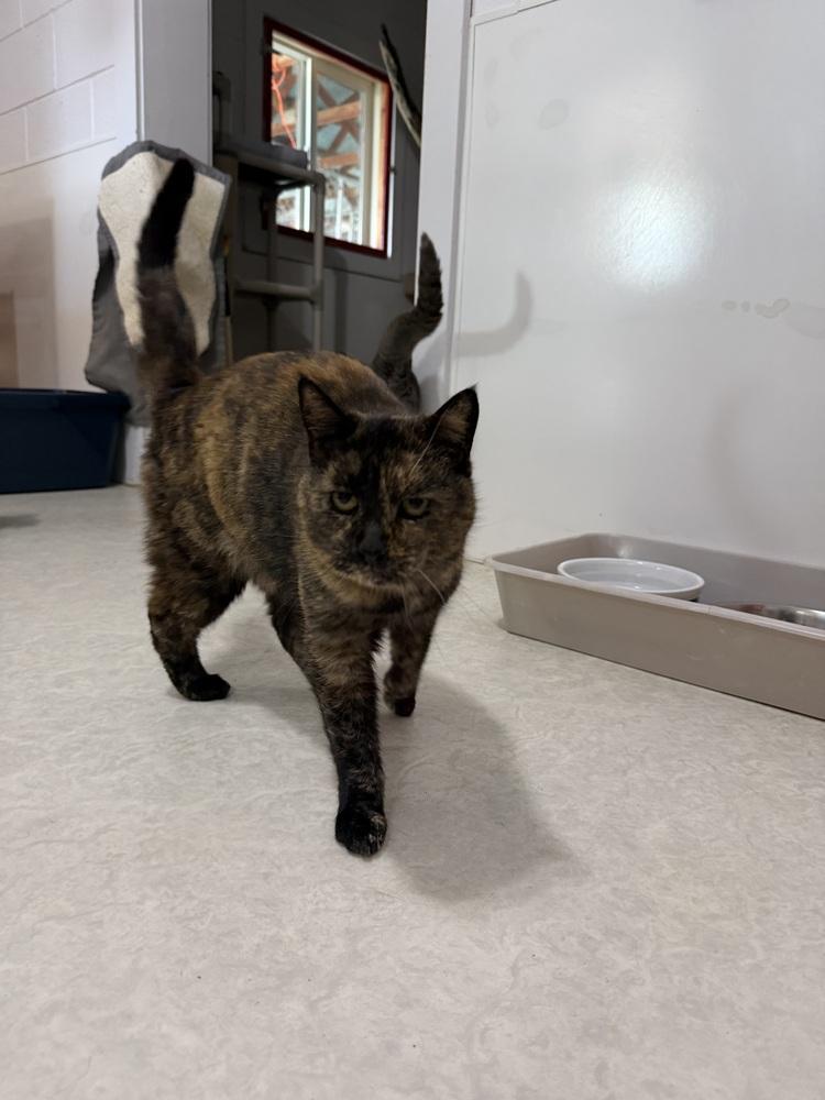 Enlarge Gritz, a Adoptable Domestic Short Hair in Salmon, ID image 3/3