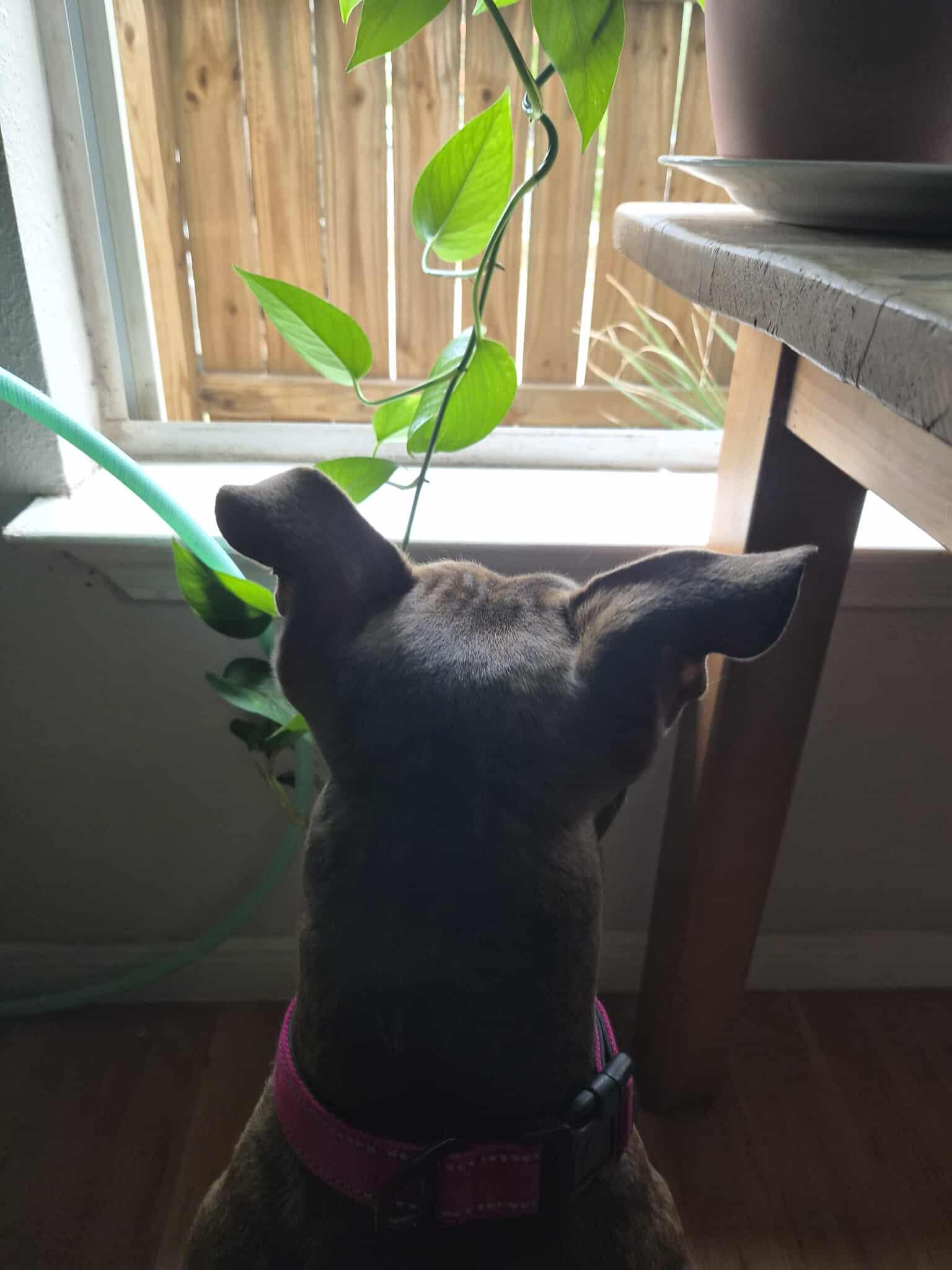 Alfalfa, a Adoptable mixed breed in Harrisburg, PA image 6/6