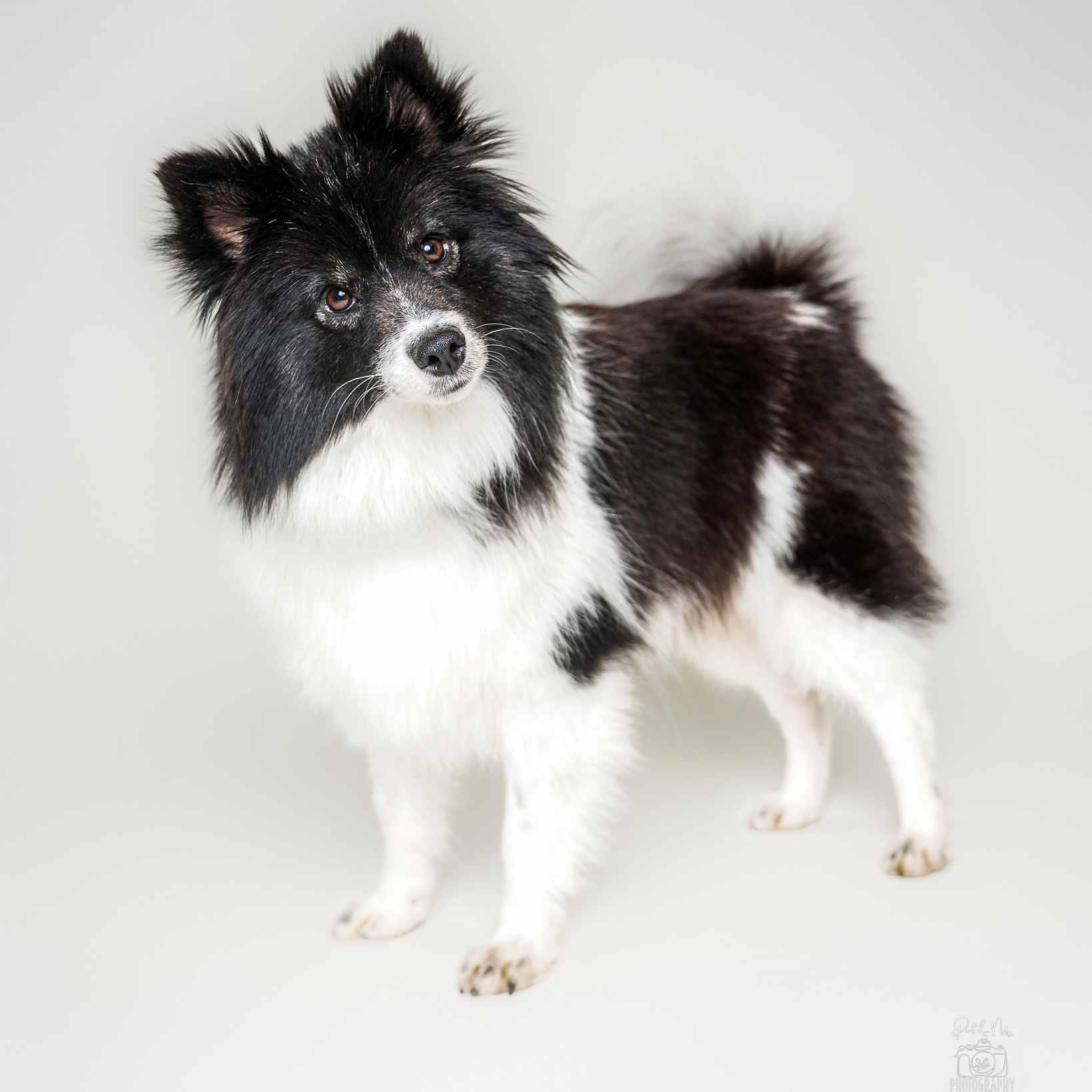 Sina, adoptable, Young Female German Spitz & Pomeranian.