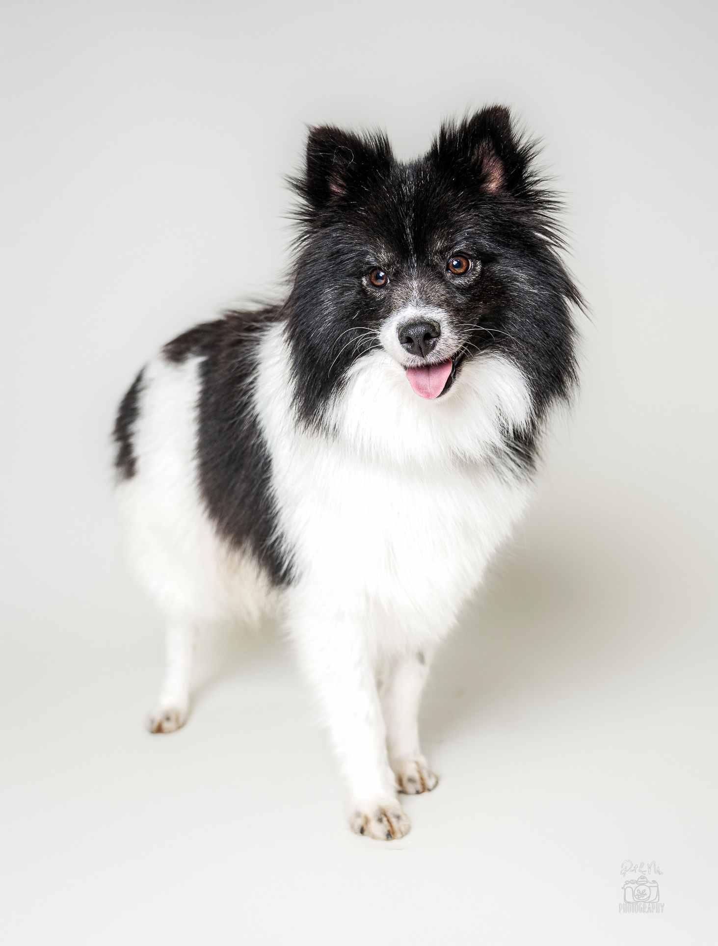 Enlarge Sina, an adoptable mixed breed in Itasca, IL image 2/3