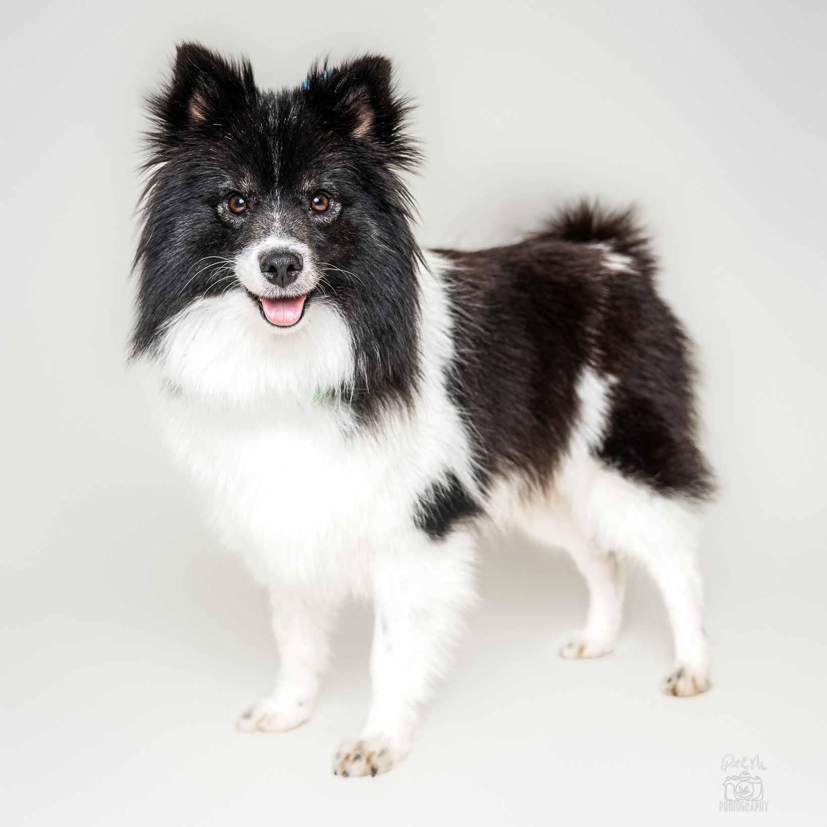 Enlarge Sina, an adoptable mixed breed in Itasca, IL image 3/3