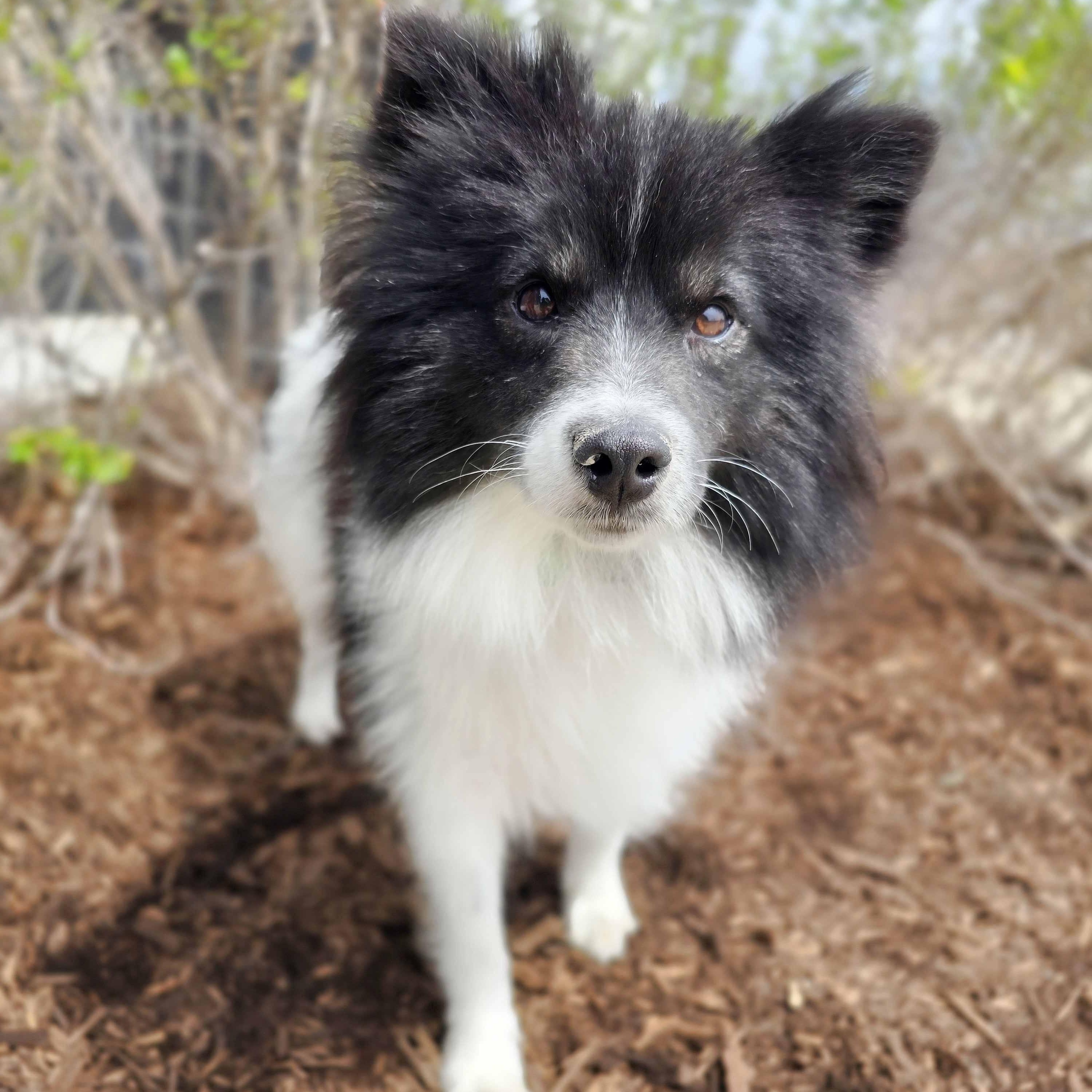 Sina, adoptable, Young Female German Spitz & Pomeranian.