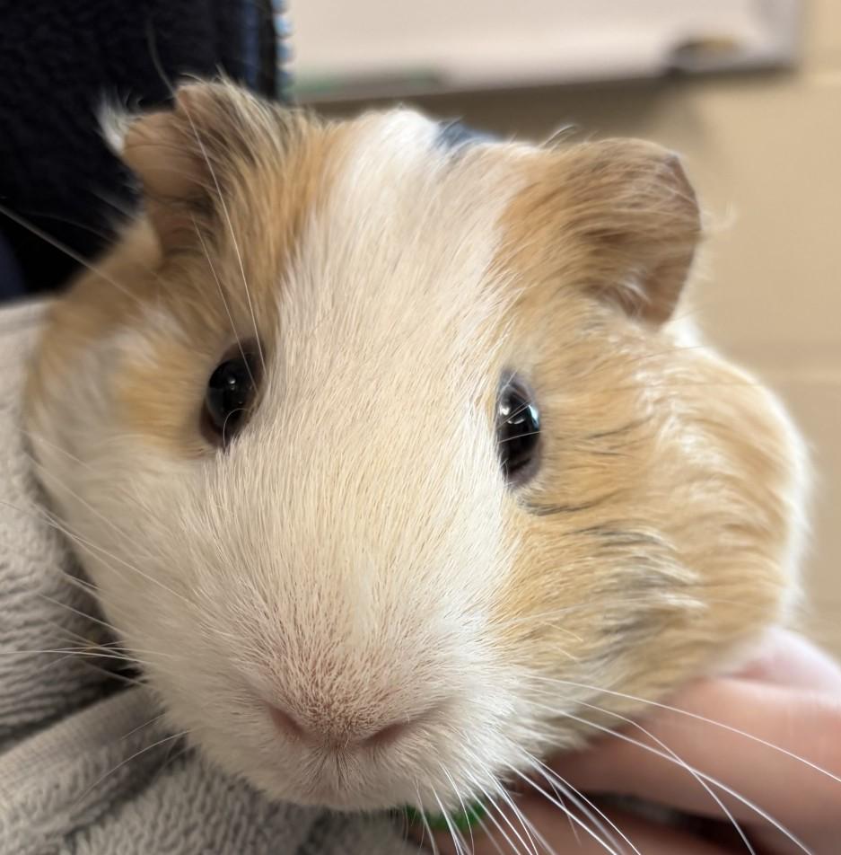 Wallace, adoptable, Adult Male Guinea Pig.