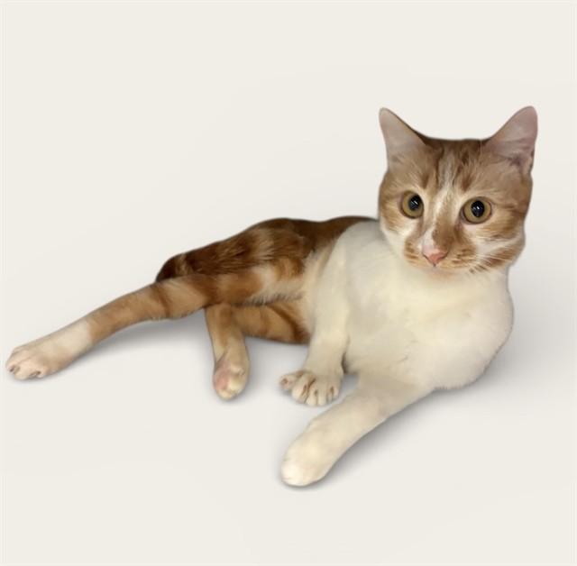 MILES, Adoptable, Adult Male Domestic Short Hair.