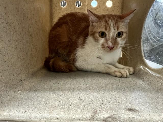 MILES, Adoptable, Adult Male Domestic Short Hair.