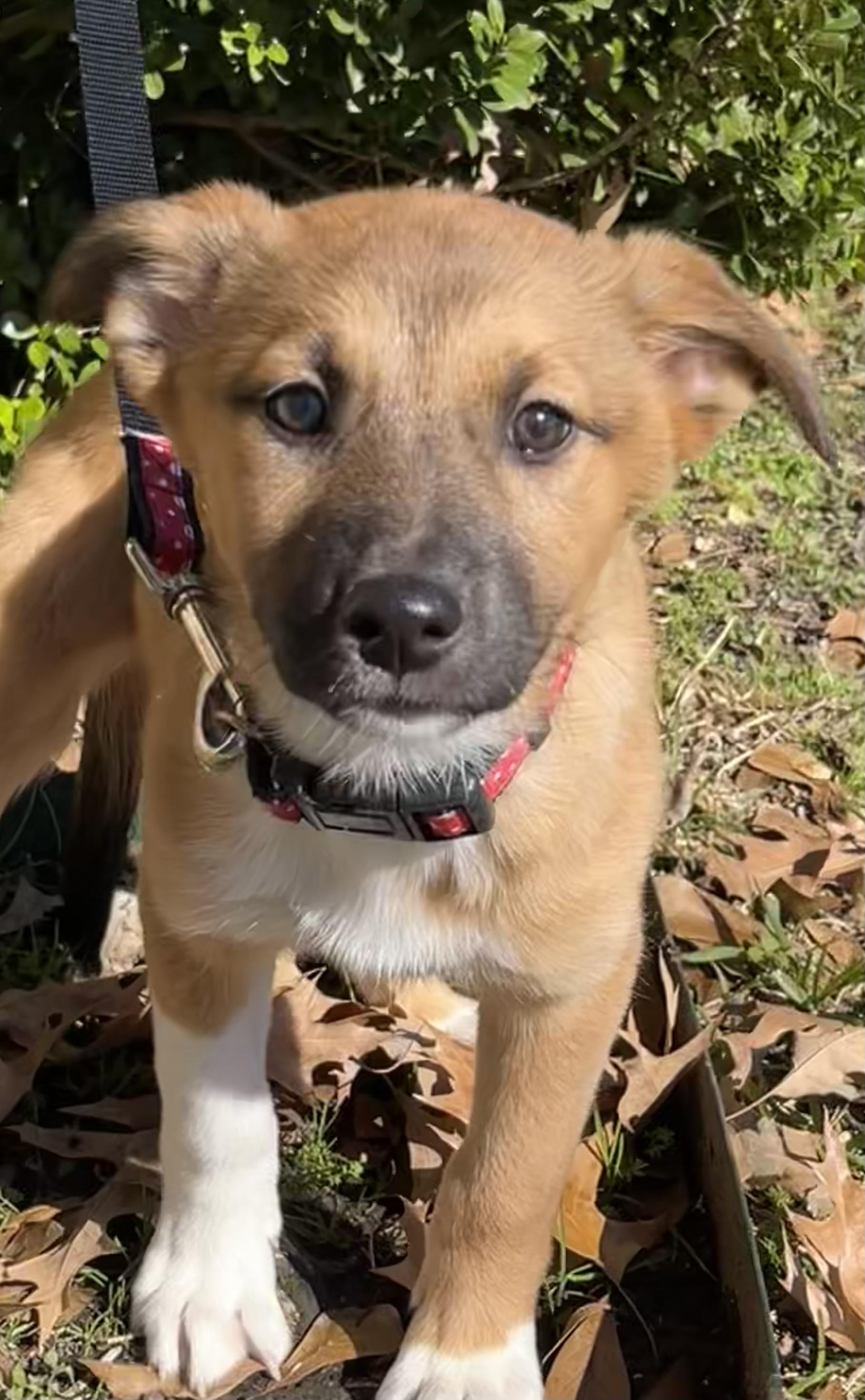 Reese, a Adopted mixed breed in Bellaire, TX image 1/6