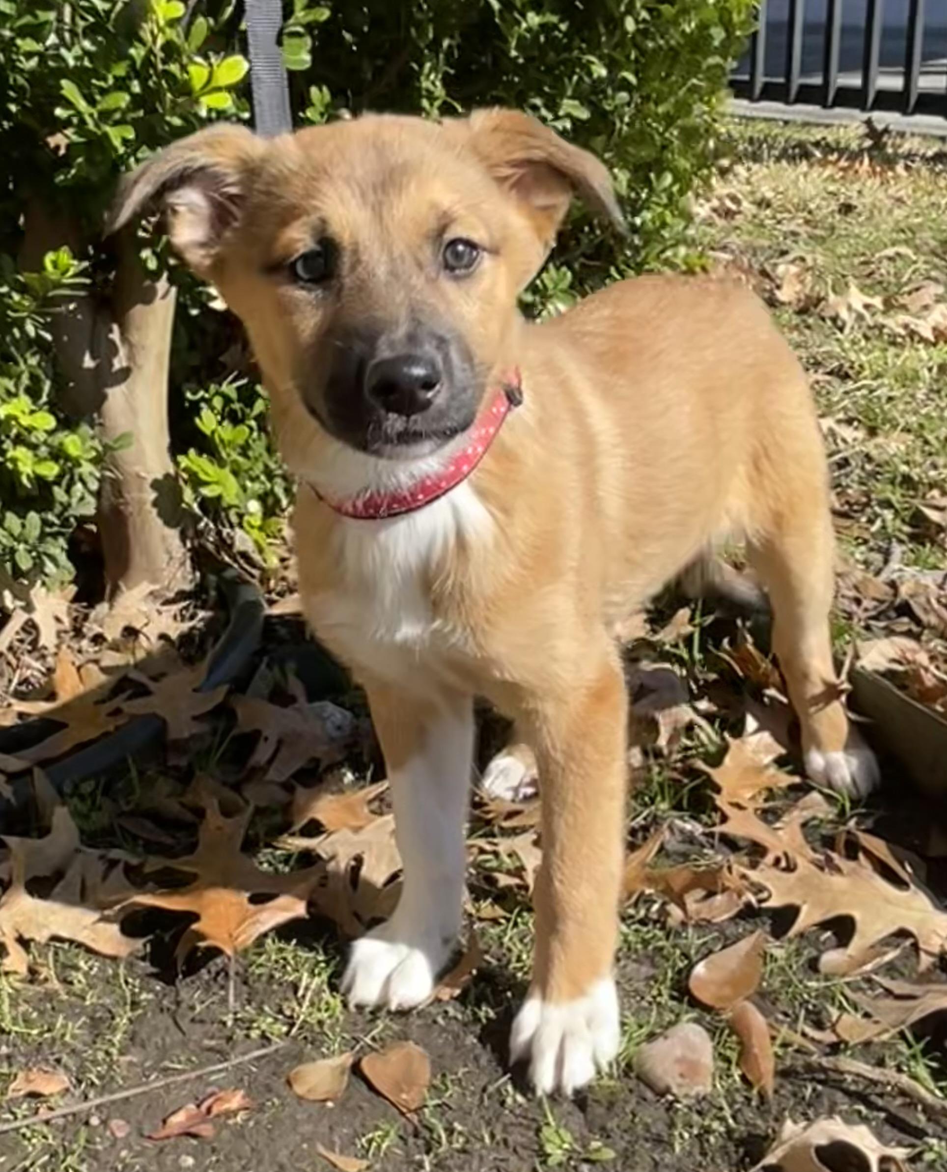Reese, Adopted, Puppy Female German Shepherd Dog.