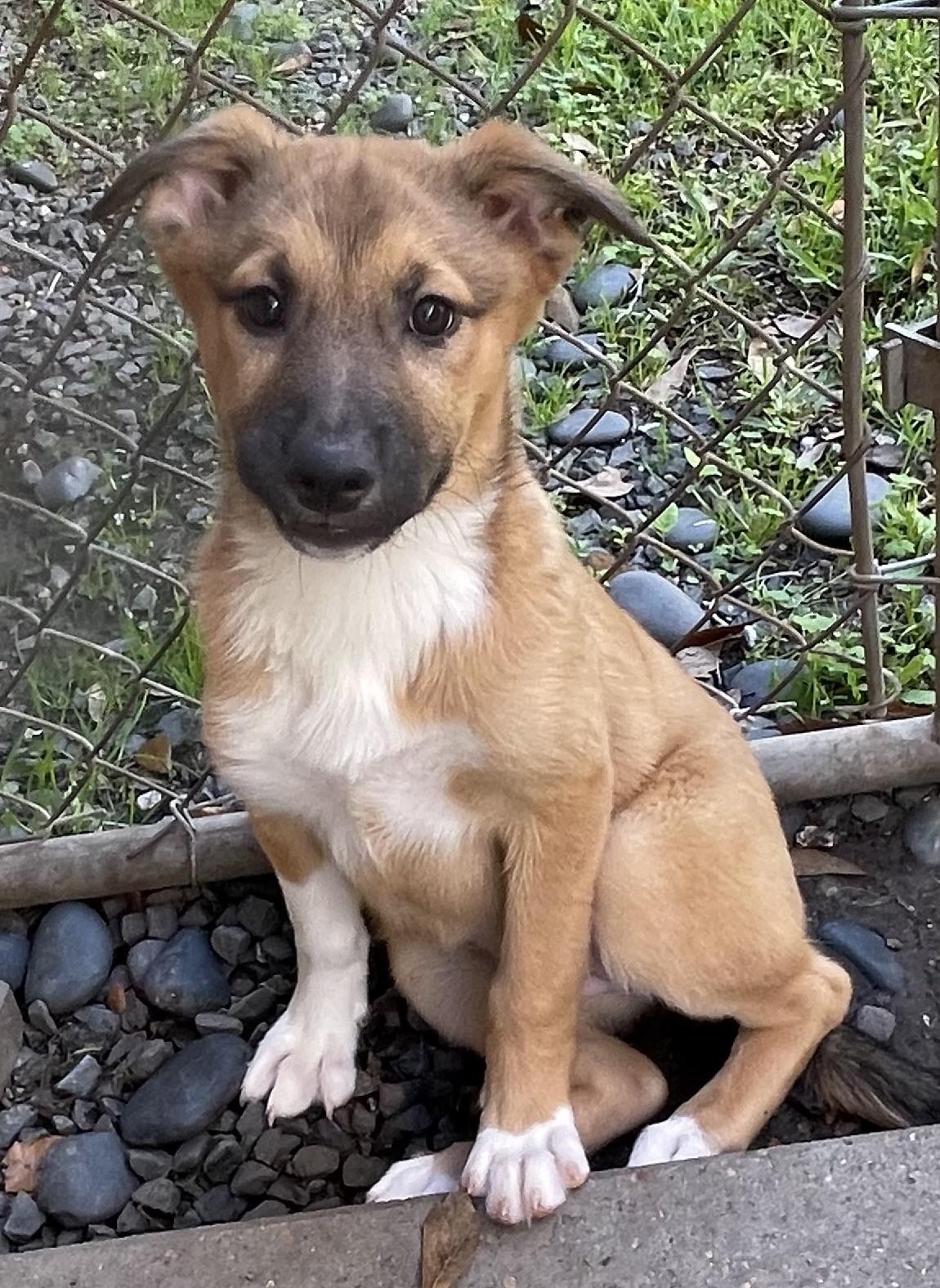 Reese, a Adopted mixed breed in Bellaire, TX image 3/6