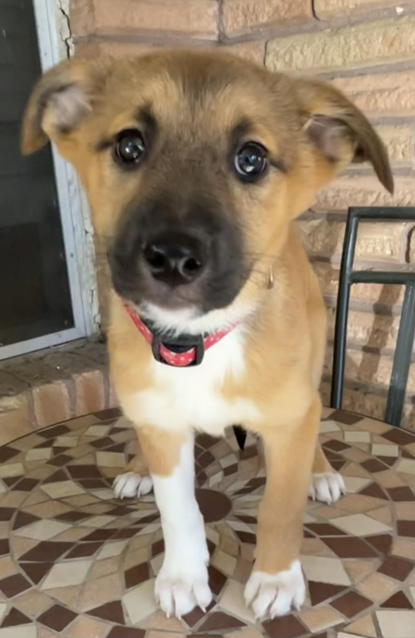 Reese, a Adopted mixed breed in Bellaire, TX image 4/6
