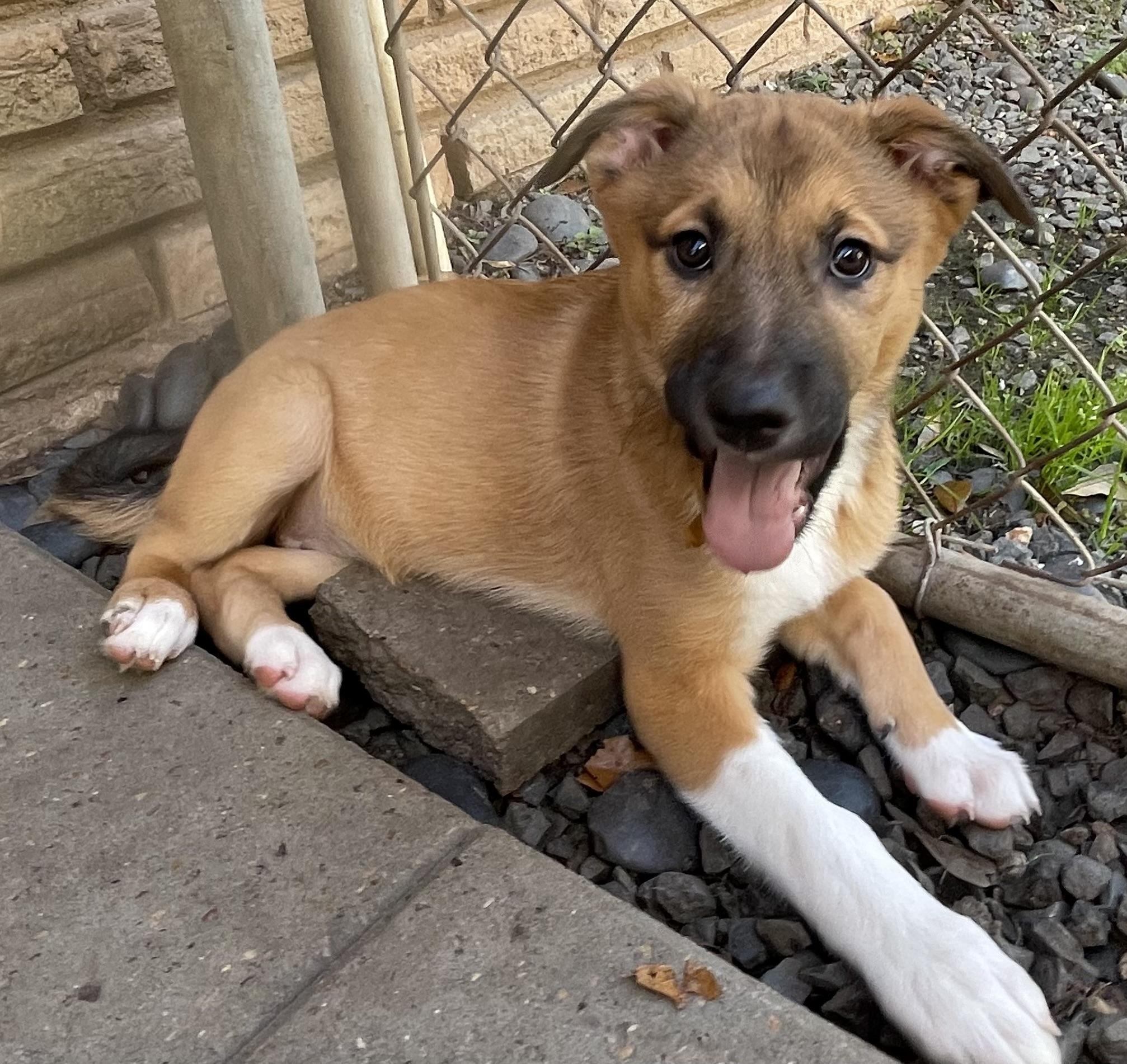 Reese, a Adopted mixed breed in Bellaire, TX image 5/6