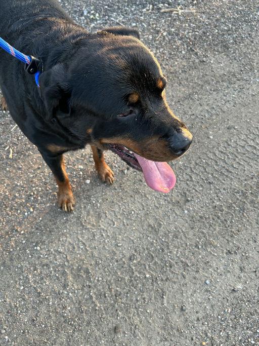 Enlarge Mack Truck, a Adopted Rottweiler in Lincoln, NE image 1/6