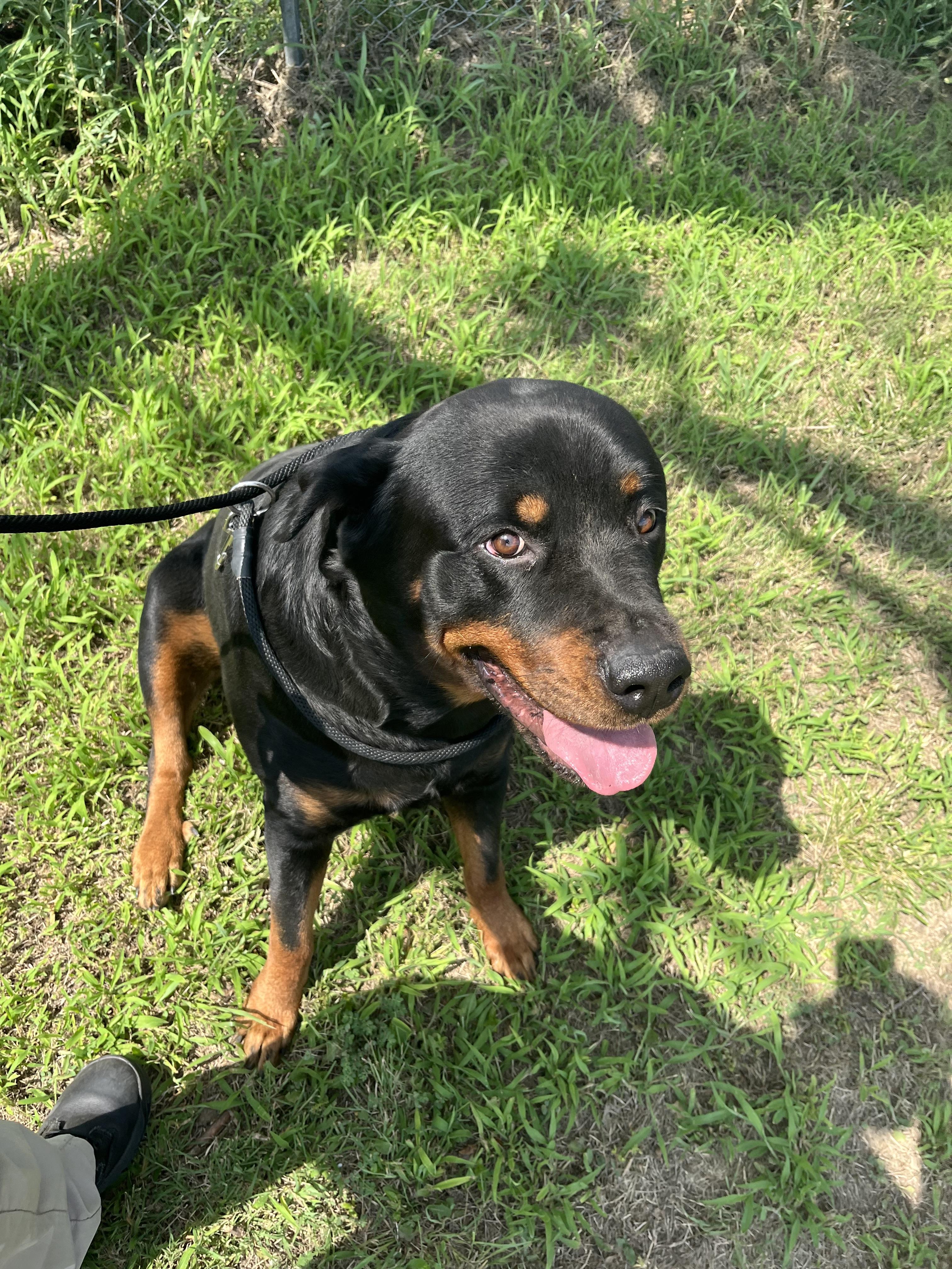 Enlarge Mack Truck, a Adopted Rottweiler in Lincoln, NE image 2/6