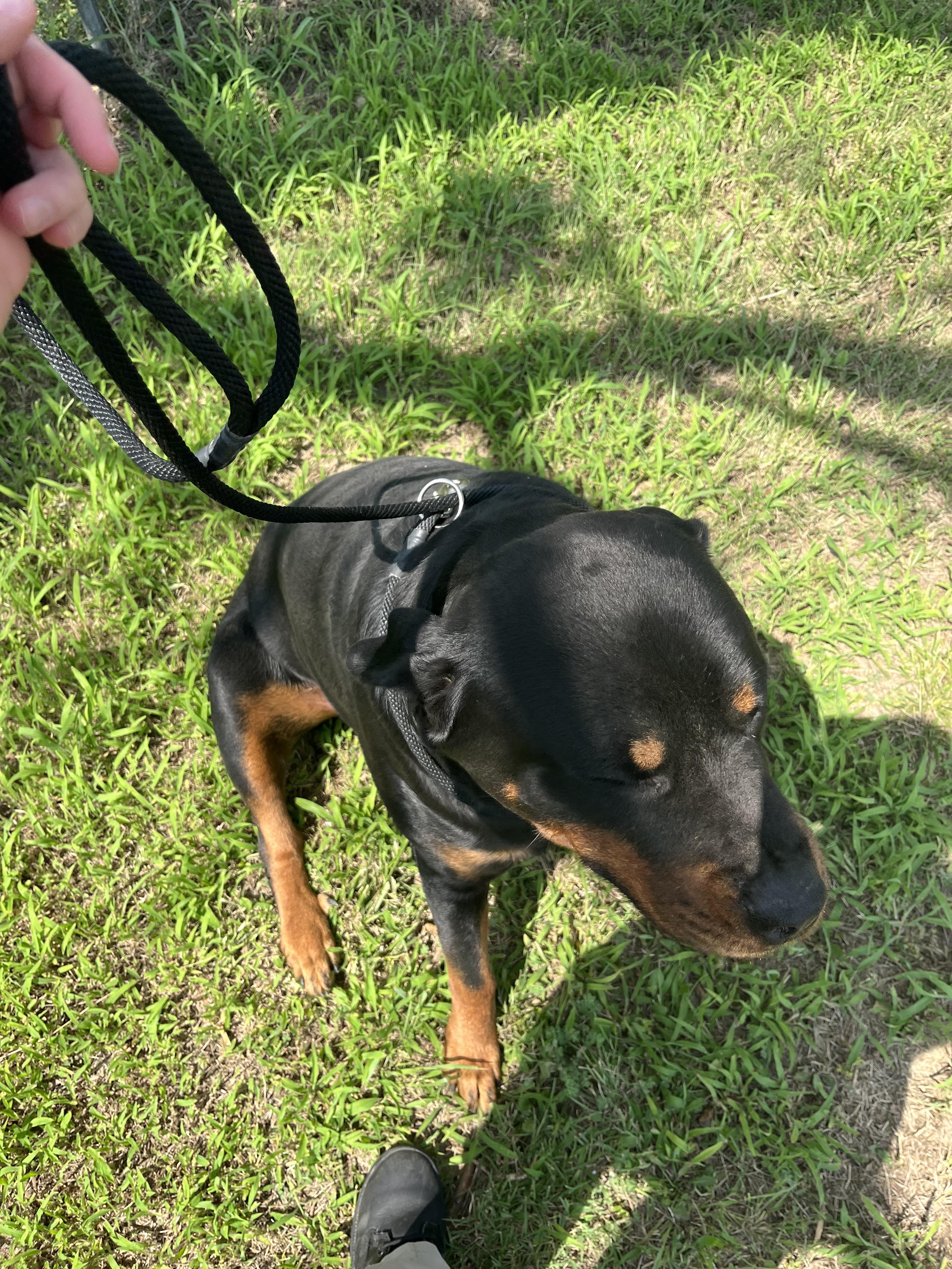 Enlarge Mack Truck, a Adopted Rottweiler in Lincoln, NE image 4/6