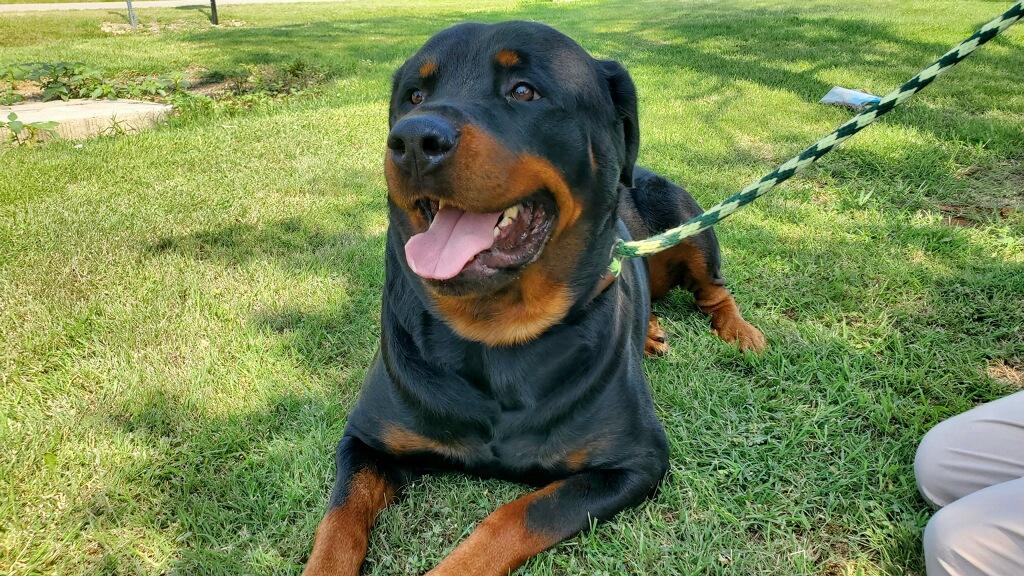 Enlarge Mack Truck, a Adopted Rottweiler in Lincoln, NE image 5/6