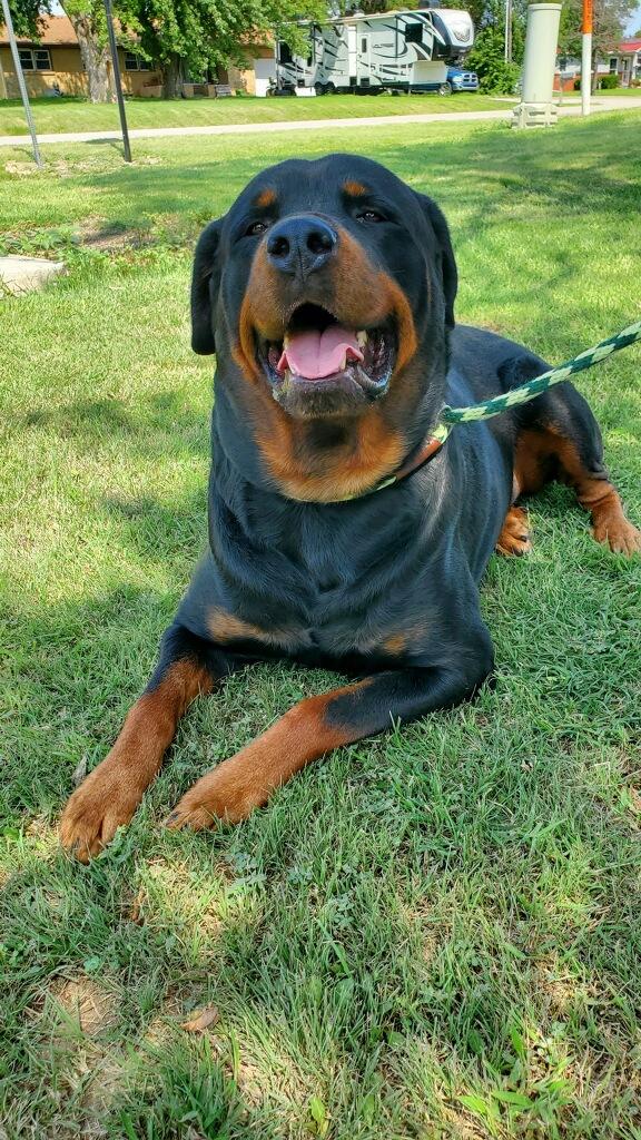 Enlarge Mack Truck, a Adopted Rottweiler in Lincoln, NE image 6/6
