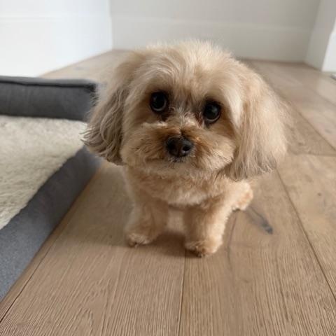 Katie (BONDED PAIR must be adopted with Gloria), Adoptable, Adult Female Maltese & Poodle (Toy).