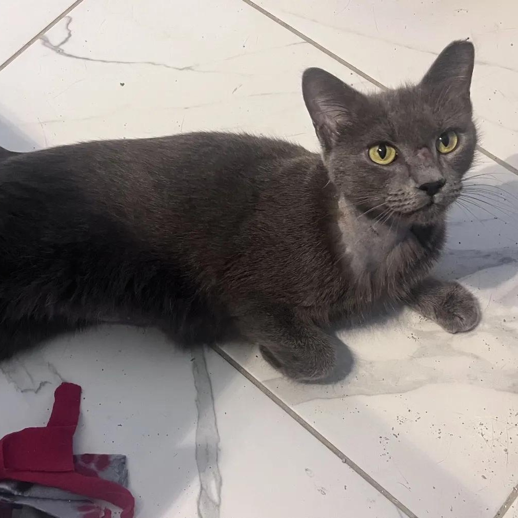 Oakely (Courtesy Post), Adoptable, Young Female Domestic Short Hair.