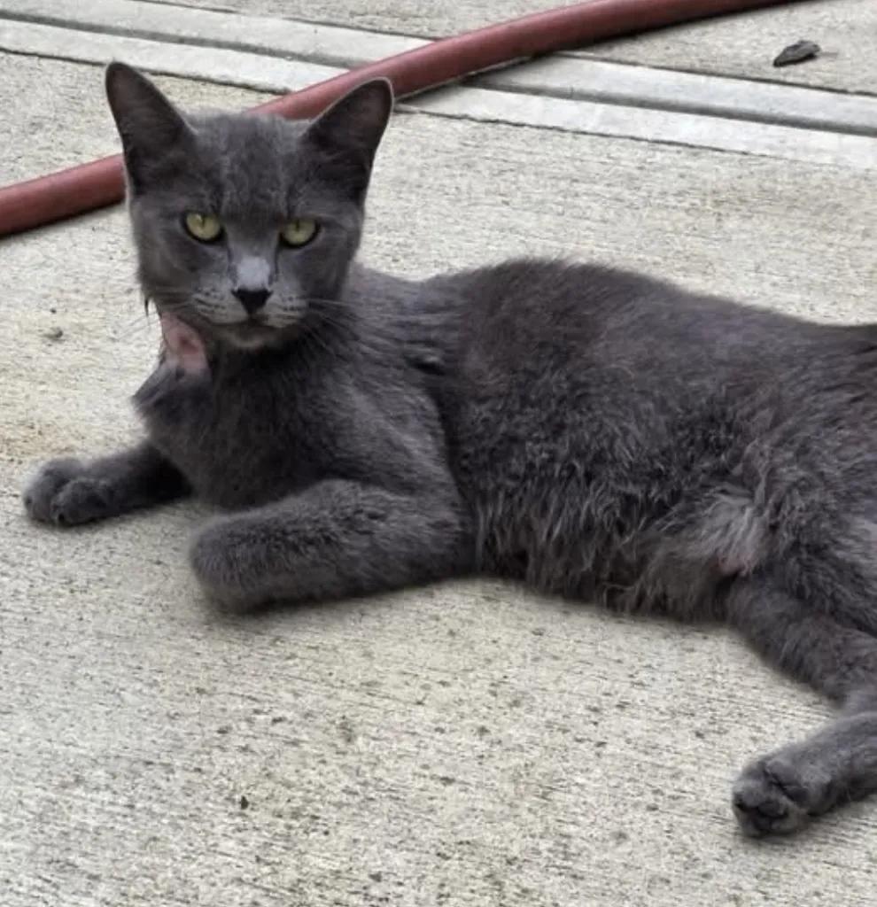 Enlarge Oakely (Courtesy Post), a Adoptable Domestic Short Hair in Cleveland Heights, OH image 4/4