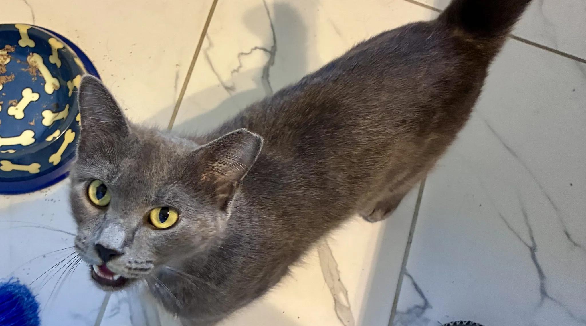 Enlarge Oakely (Courtesy Post), a Adoptable Domestic Short Hair in Cleveland Heights, OH image 3/4