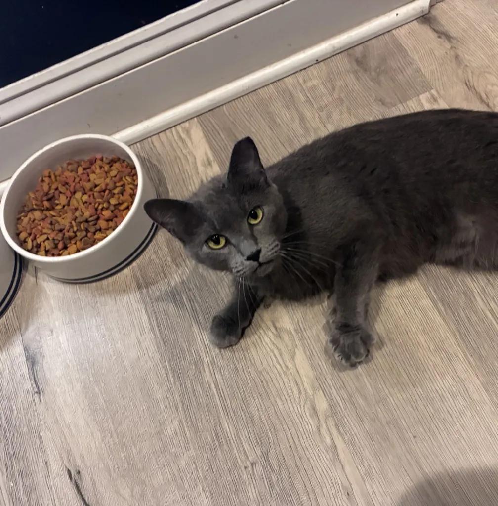 Enlarge Oakely (Courtesy Post), a Adoptable Domestic Short Hair in Cleveland Heights, OH image 2/4
