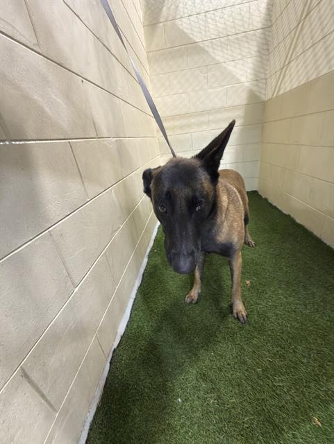 Enlarge A1261586, a Adoptable mixed breed in Winter Haven, FL image 1/1