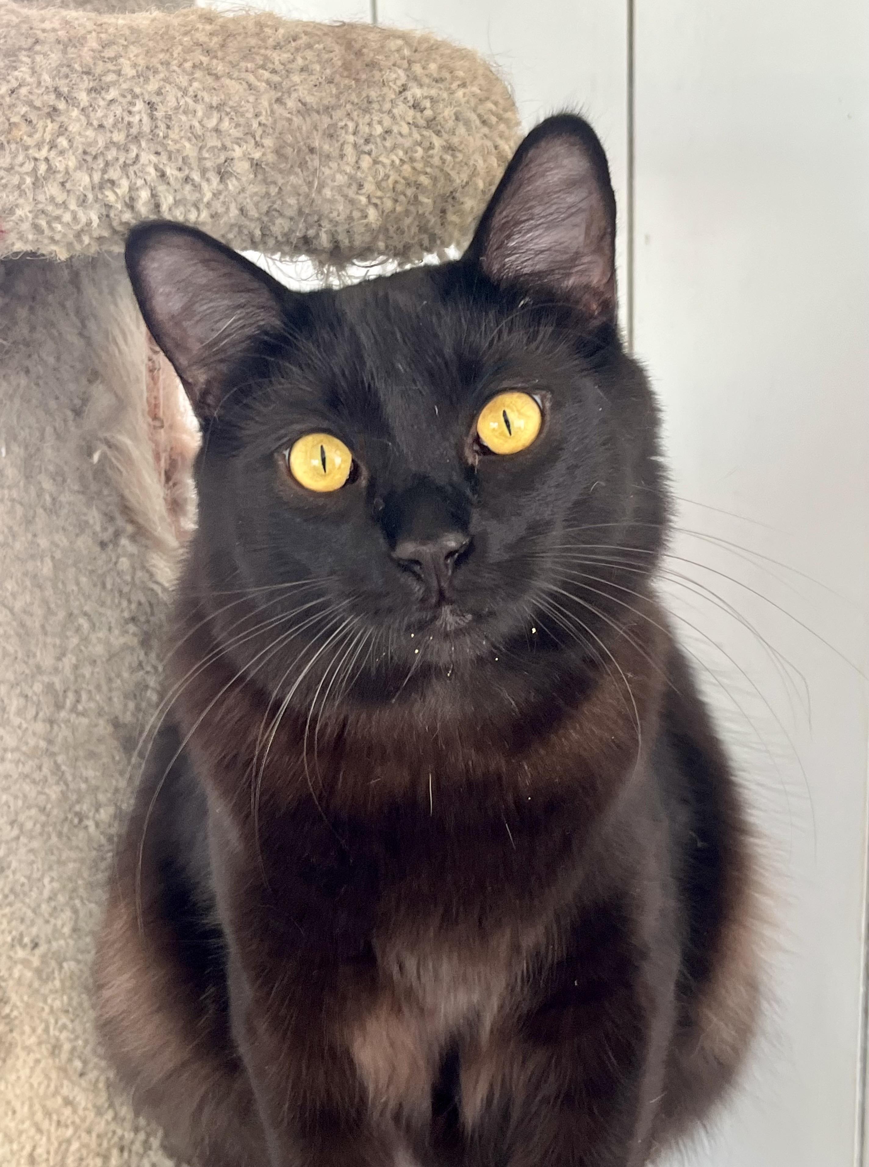 Jagger, Adoptable, Young Male Domestic Medium Hair.