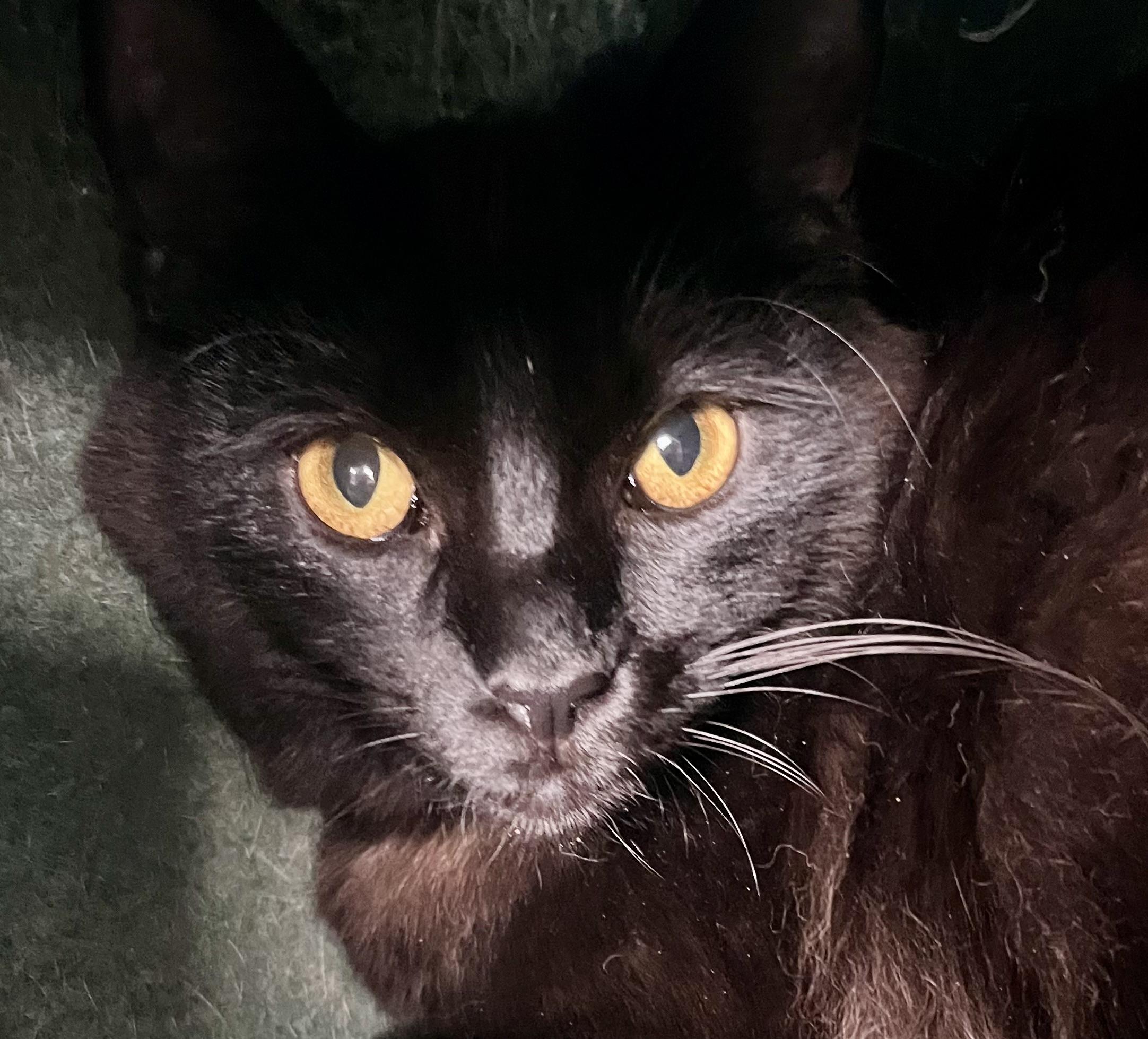 Enlarge Jagger, a Adoptable mixed breed in Lancaster, CA image 5/6