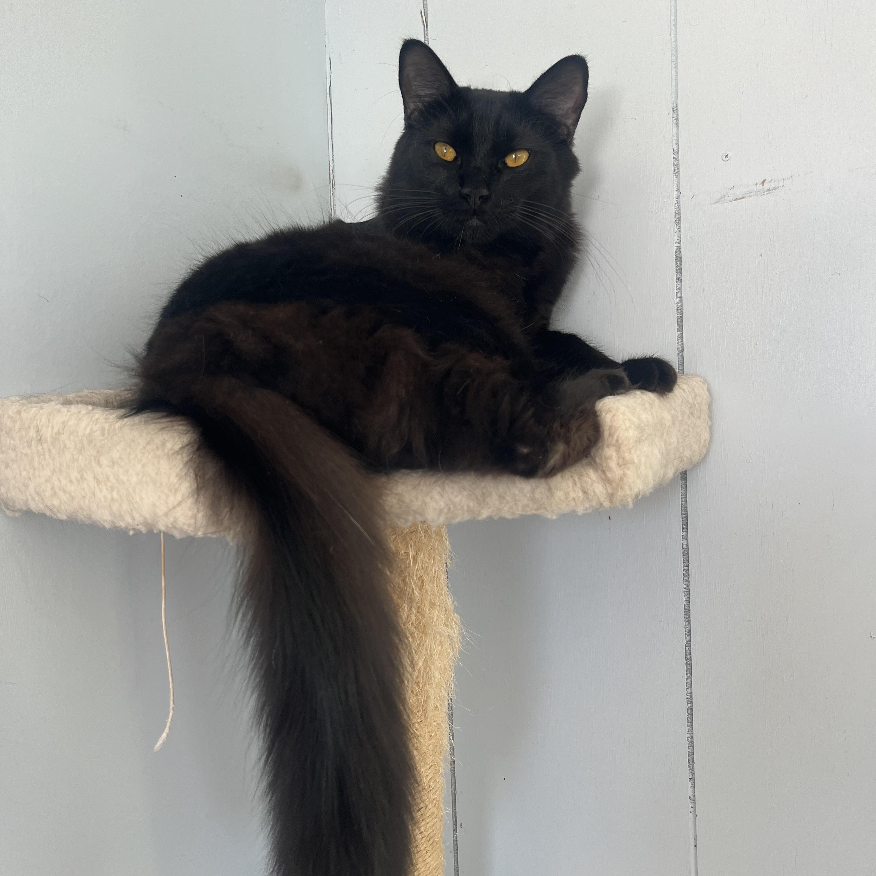 Enlarge Jagger, a Adoptable mixed breed in Lancaster, CA image 2/6