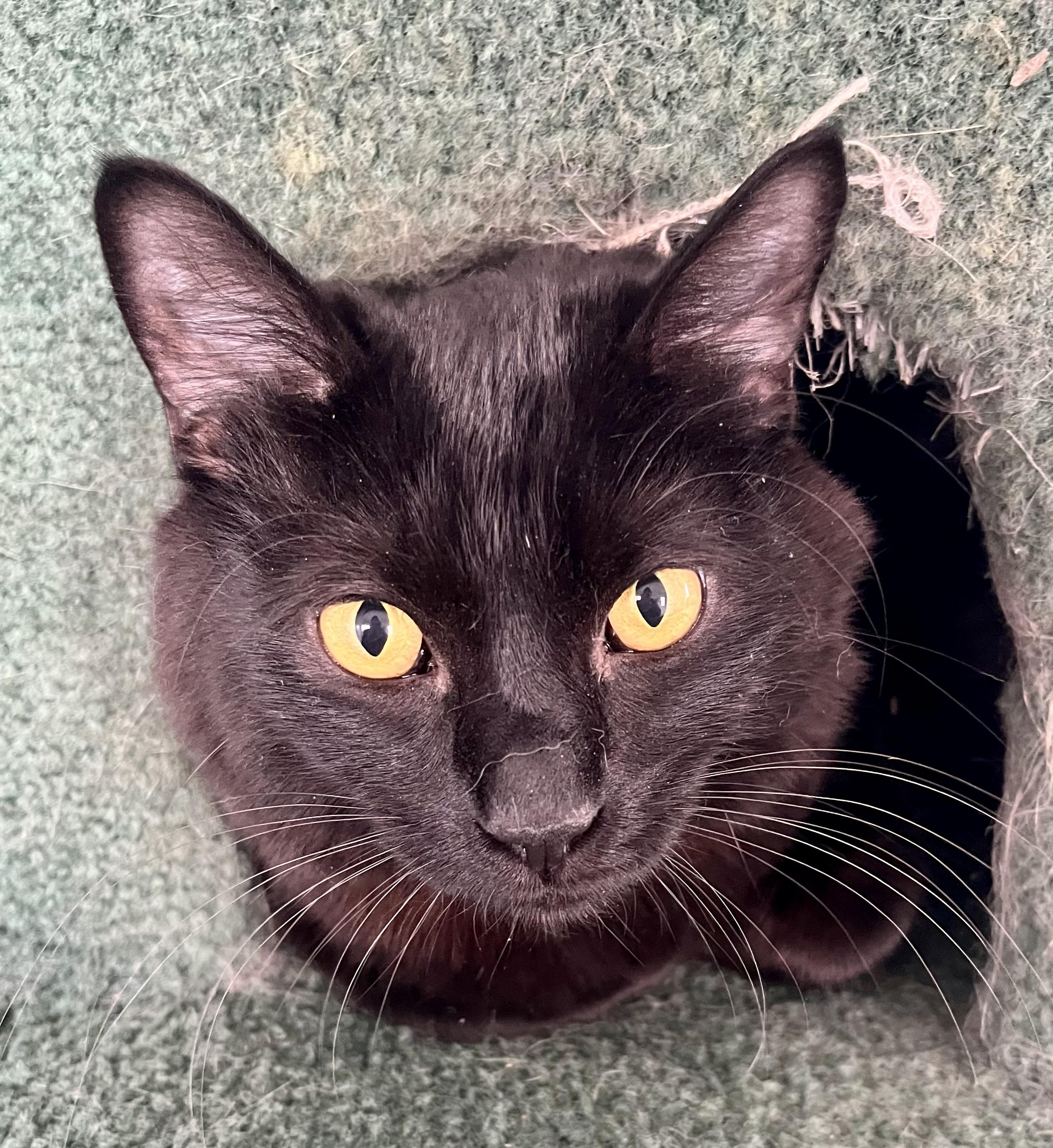 Enlarge Jagger, a Adoptable mixed breed in Lancaster, CA image 3/6