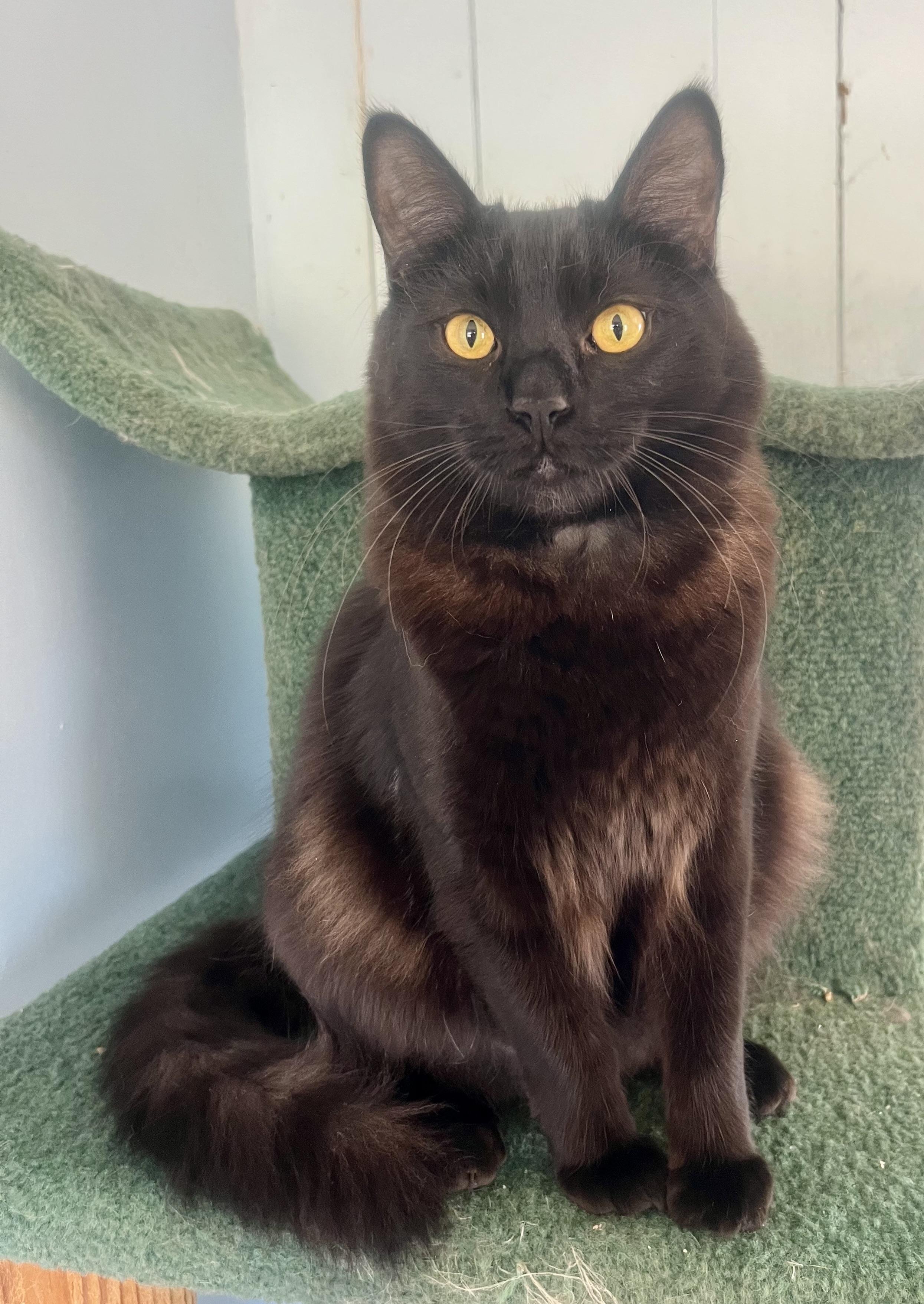 Enlarge Jagger, a Adoptable mixed breed in Lancaster, CA image 4/6