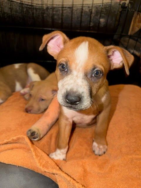 Meatball thumbnail 5