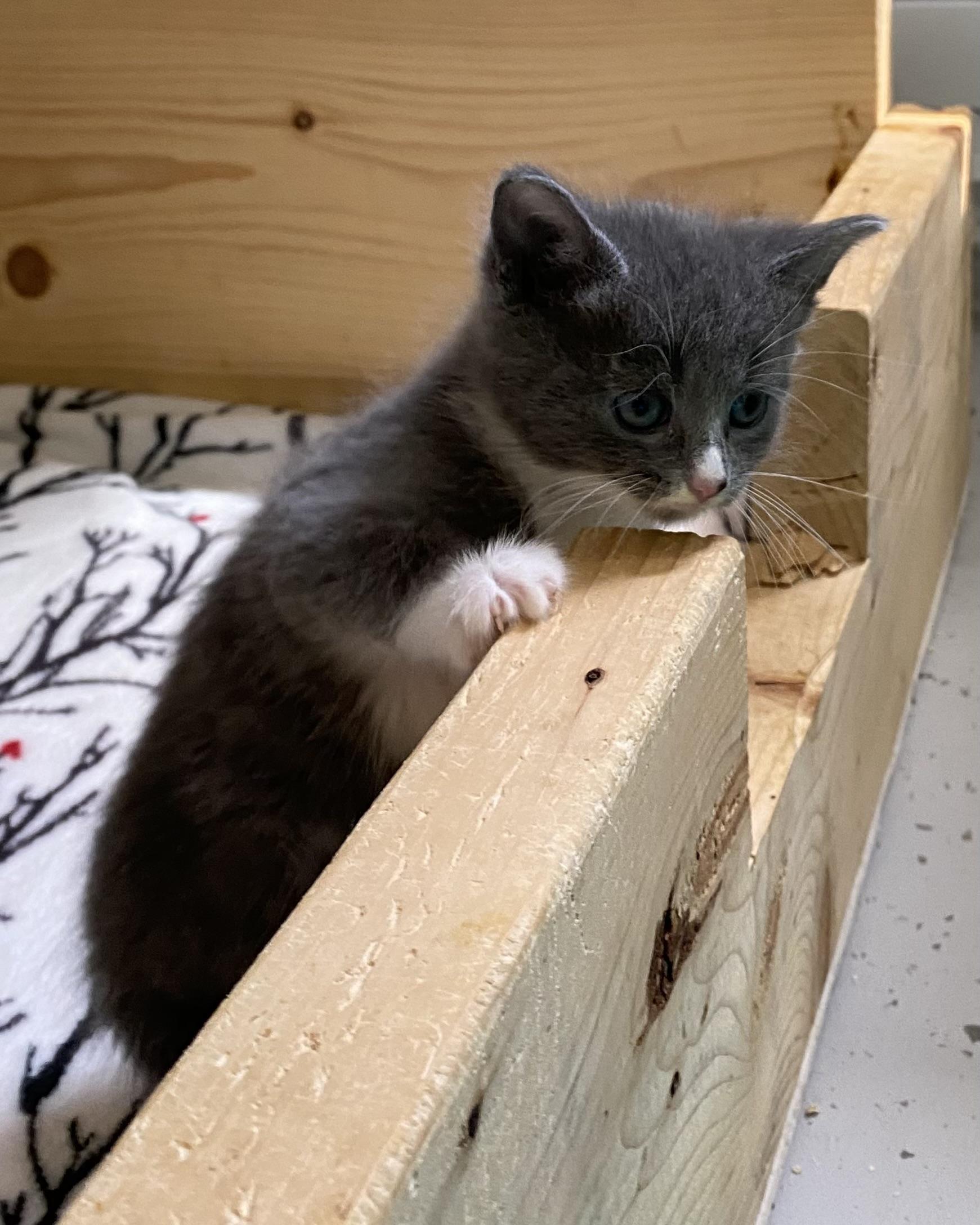 Cricket, an adopted Domestic Short Hair in Stanstead, QC image 5/5