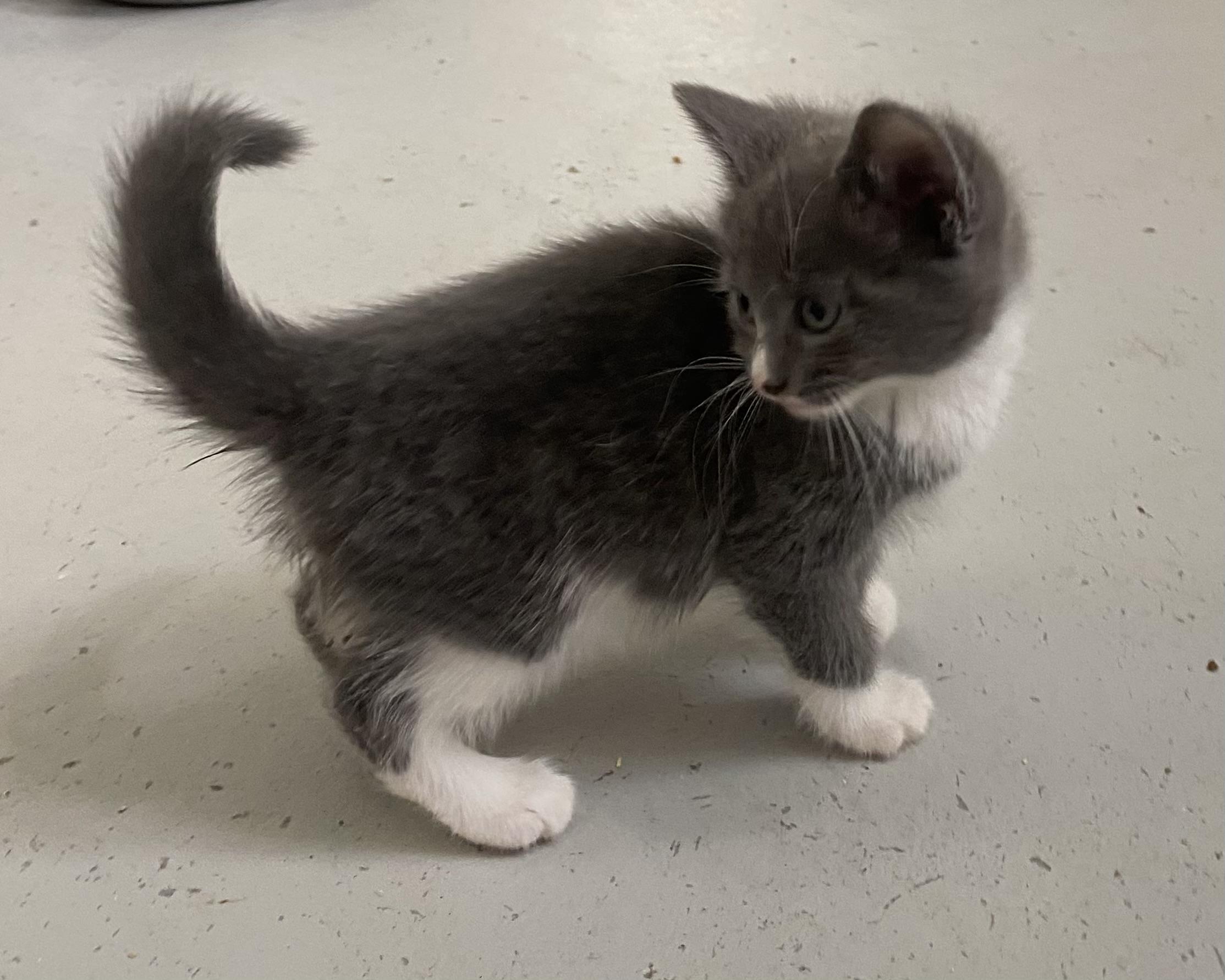 Cricket, an adopted Domestic Short Hair in Stanstead, QC image 2/5