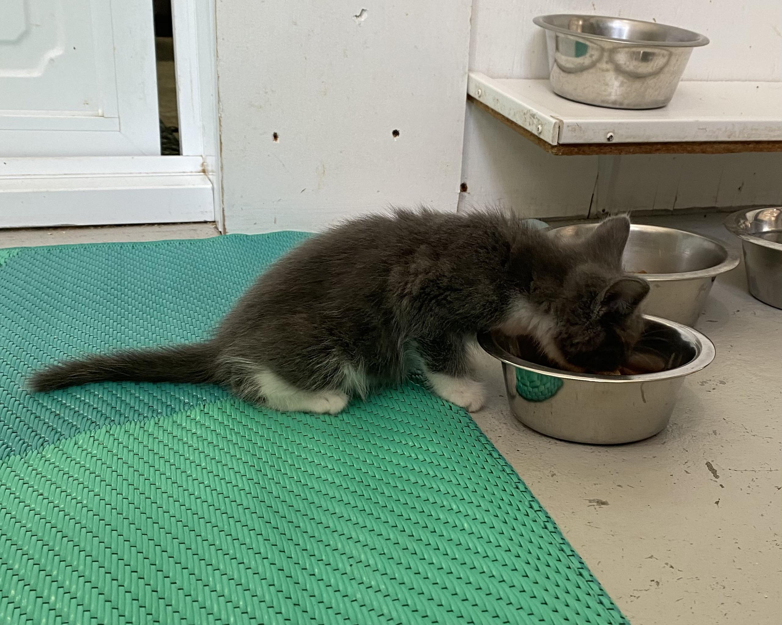 Cricket, an adopted Domestic Short Hair in Stanstead, QC image 3/5
