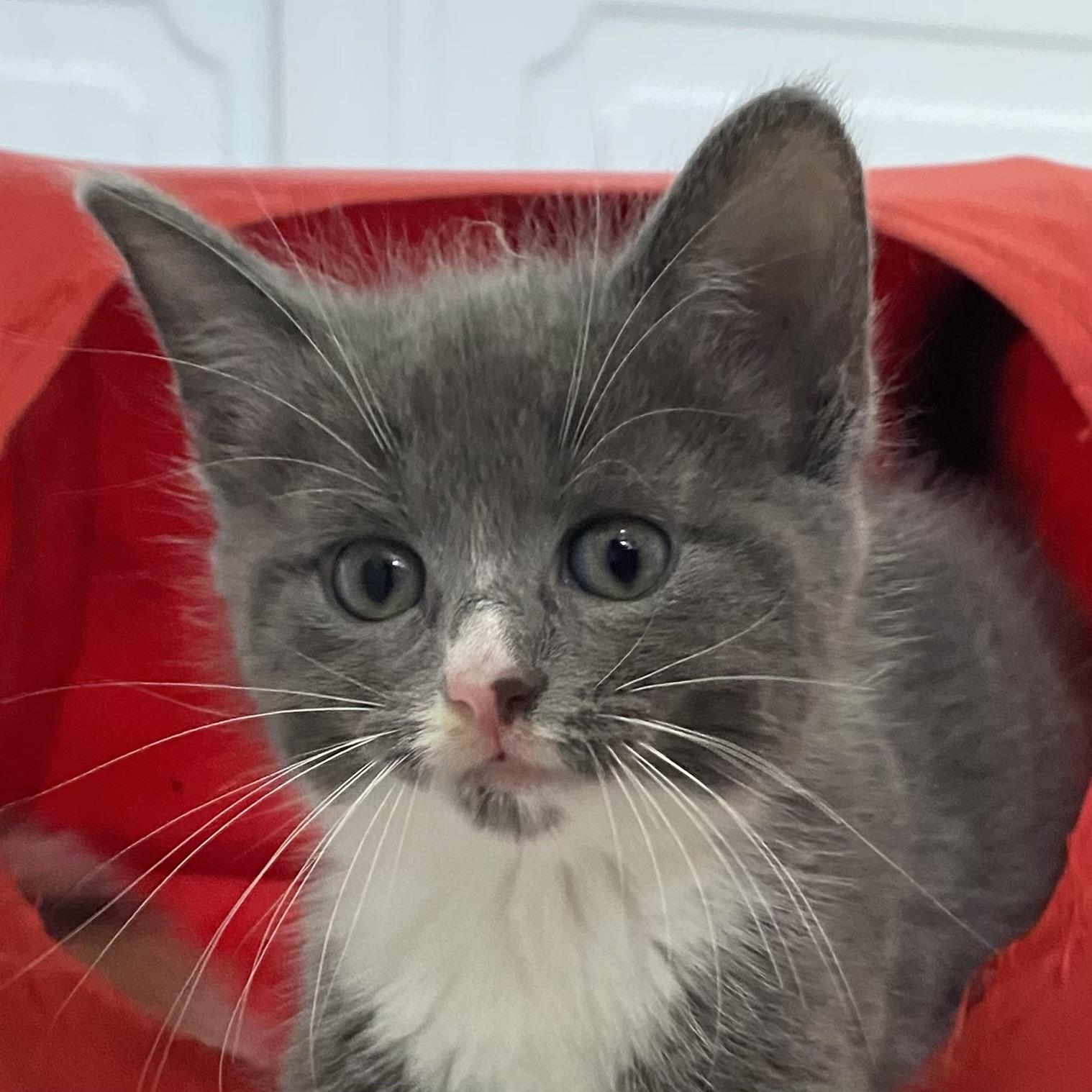 Cricket, an adopted Domestic Short Hair in Stanstead, QC image 4/5