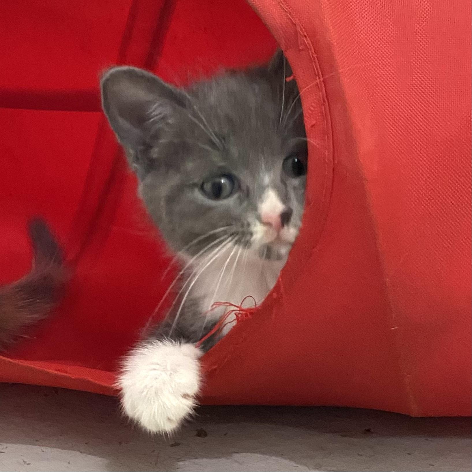 Cricket, an adopted Domestic Short Hair in Stanstead, QC image 1/5