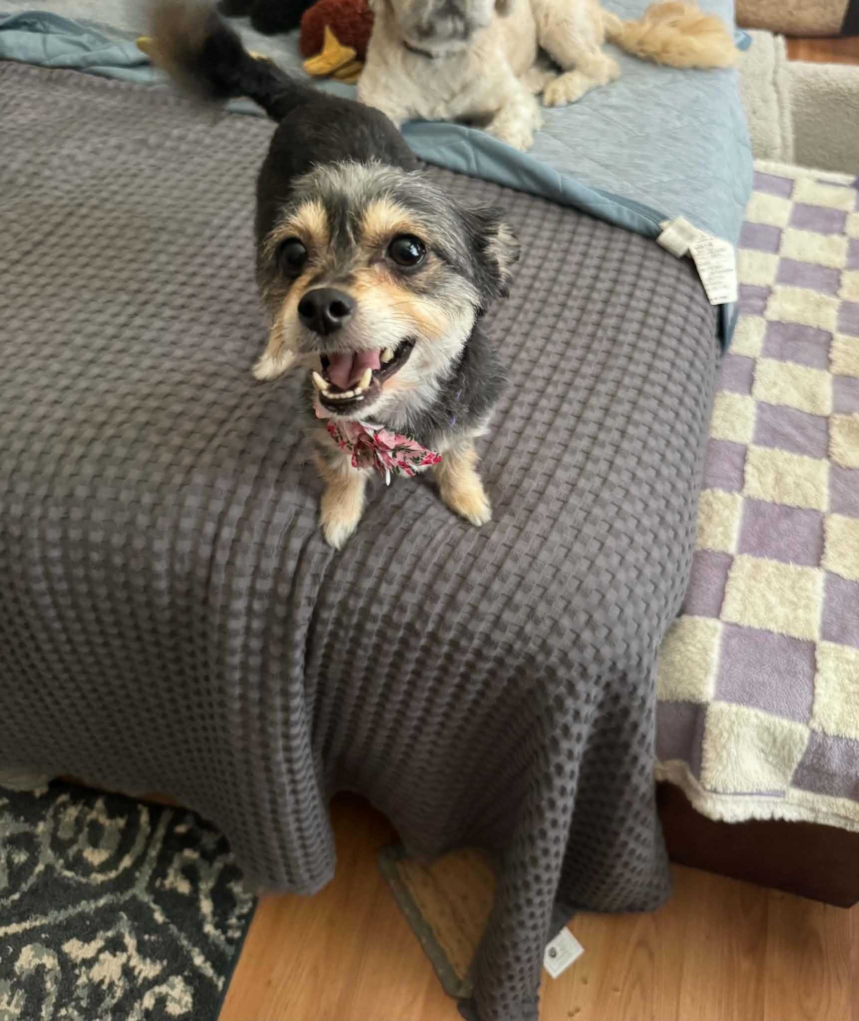 Roxy, an adopted mixed breed in BLOOMINGTON, NY image 3/5