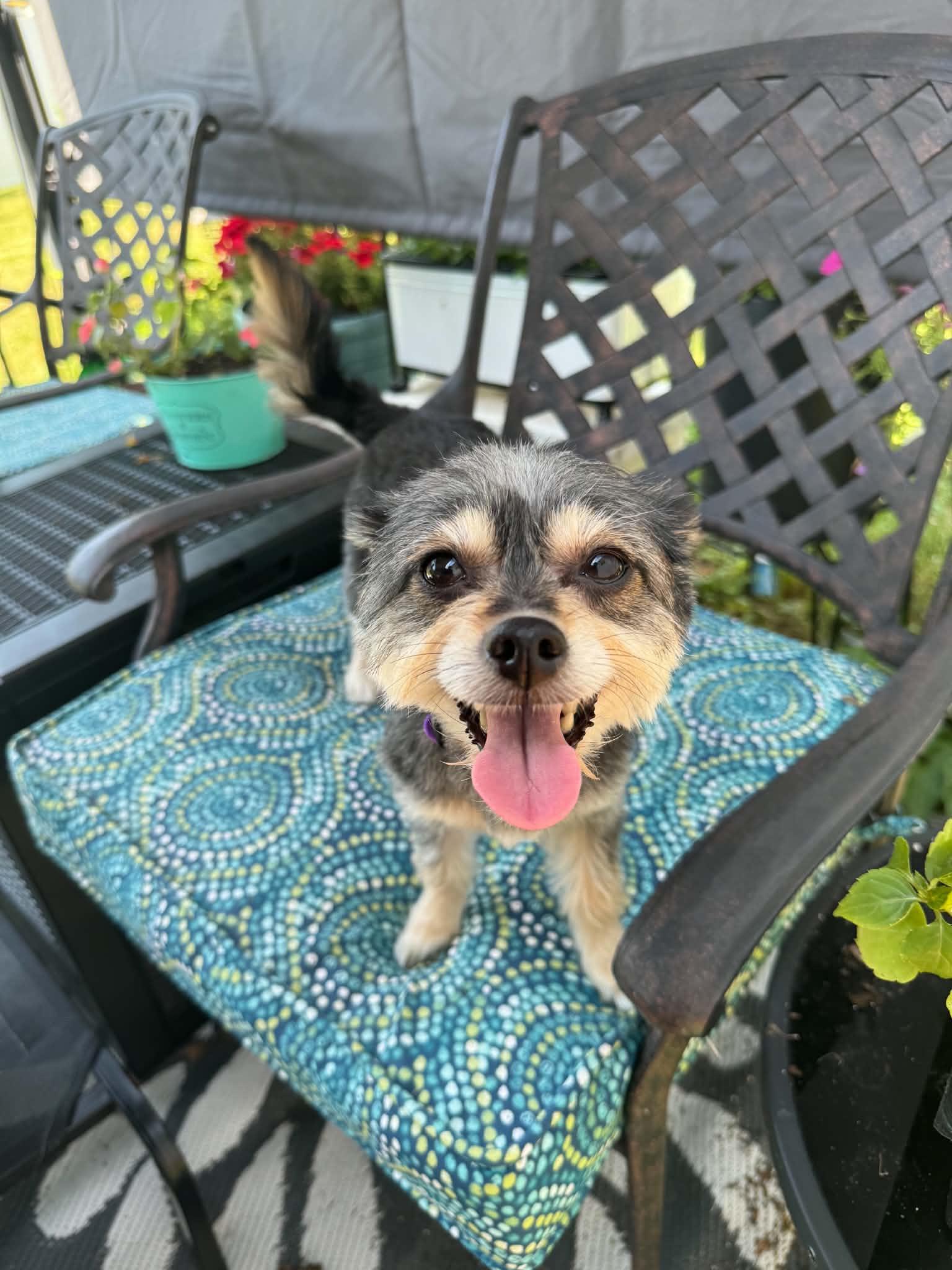 Roxy, adopted, Adult Female Yorkshire Terrier & Yorkie Poo.