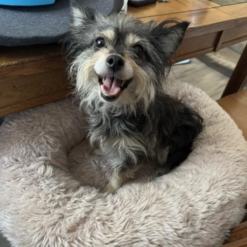 Roxy, an adopted mixed breed in BLOOMINGTON, NY image 5/5