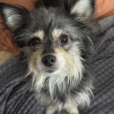 Roxy, an adopted mixed breed in BLOOMINGTON, NY image 2/5