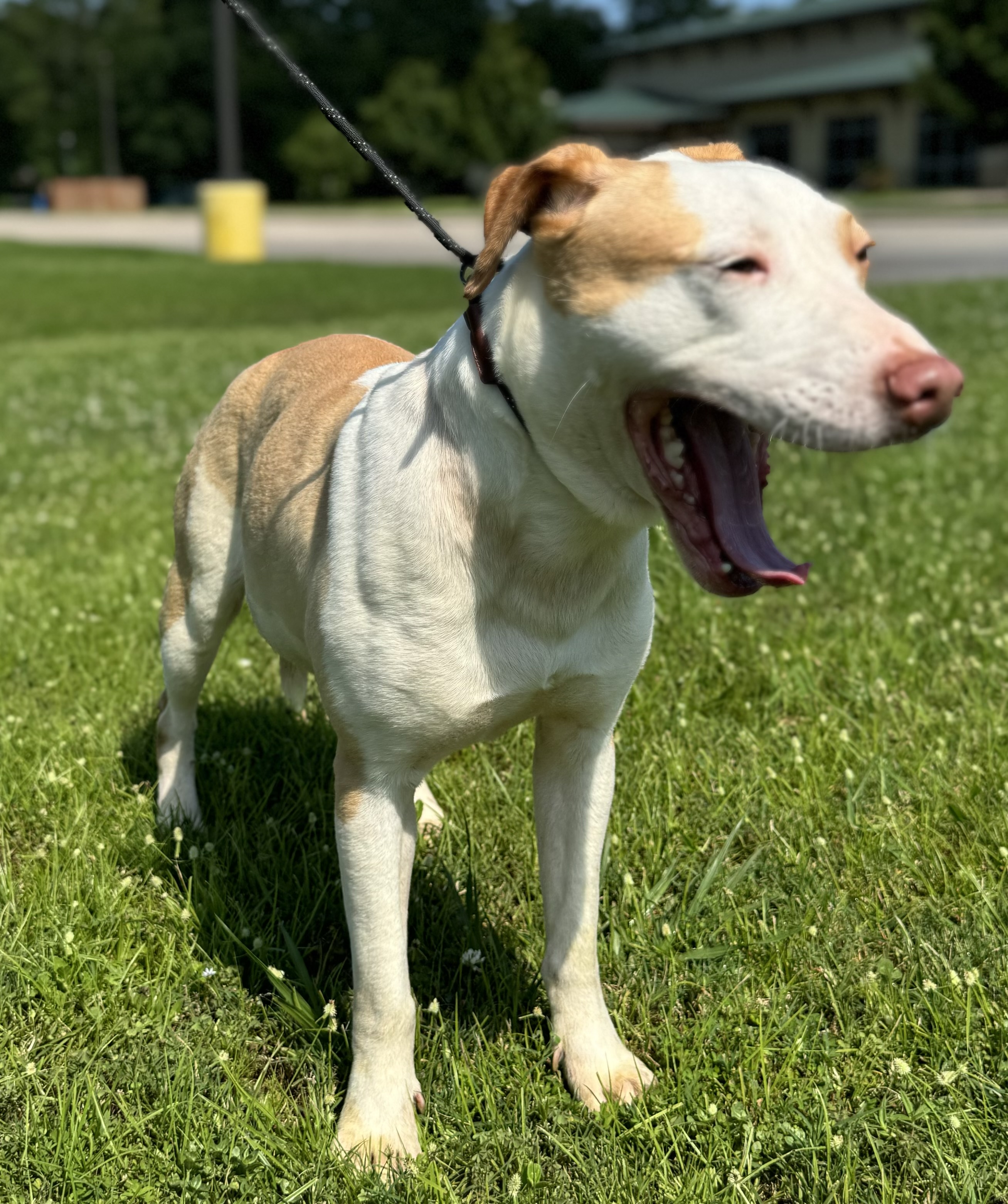 Roz, a Adoptable Pit Bull Terrier in Salt Lake City, UT image 4/6