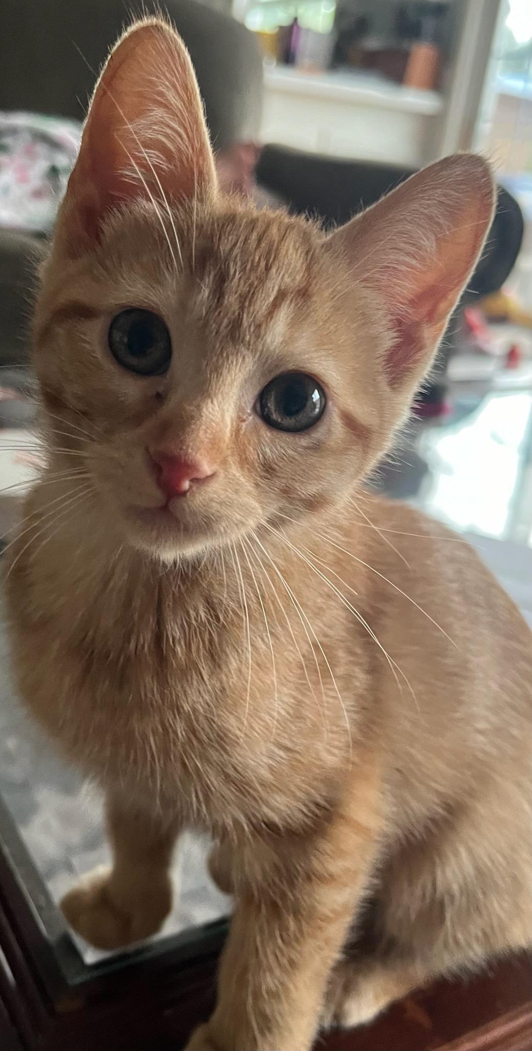 Banjo, Adopted, Kitten Female Tabby.