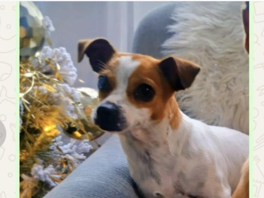 Enlarge Milan & Paris Bonded available at Charlie's Little Doghouse, an adopted mixed breed in PORTLAND, OR image 4/4