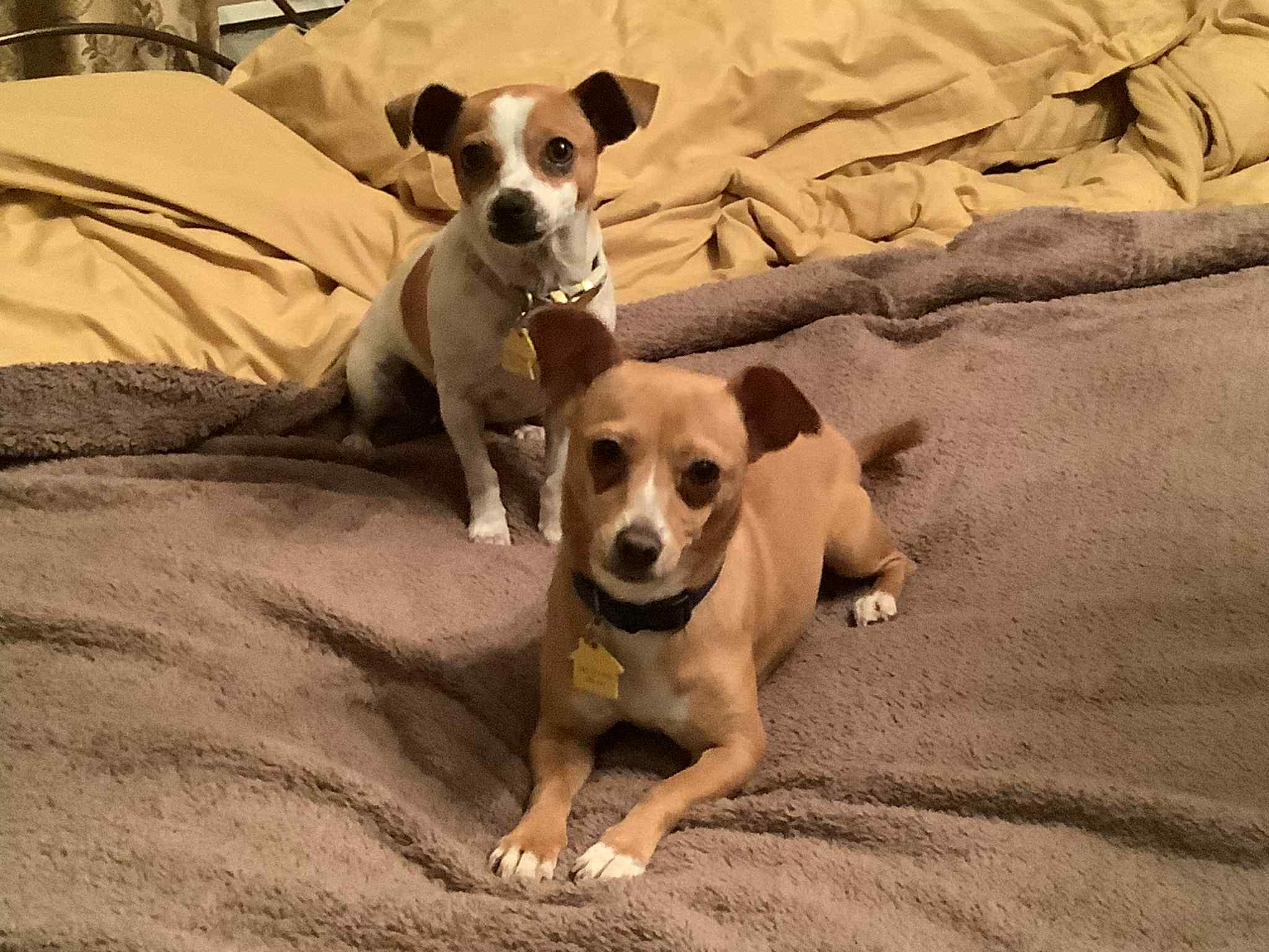 Enlarge Milan & Paris Bonded available at Charlie's Little Doghouse, an adopted mixed breed in PORTLAND, OR image 1/4